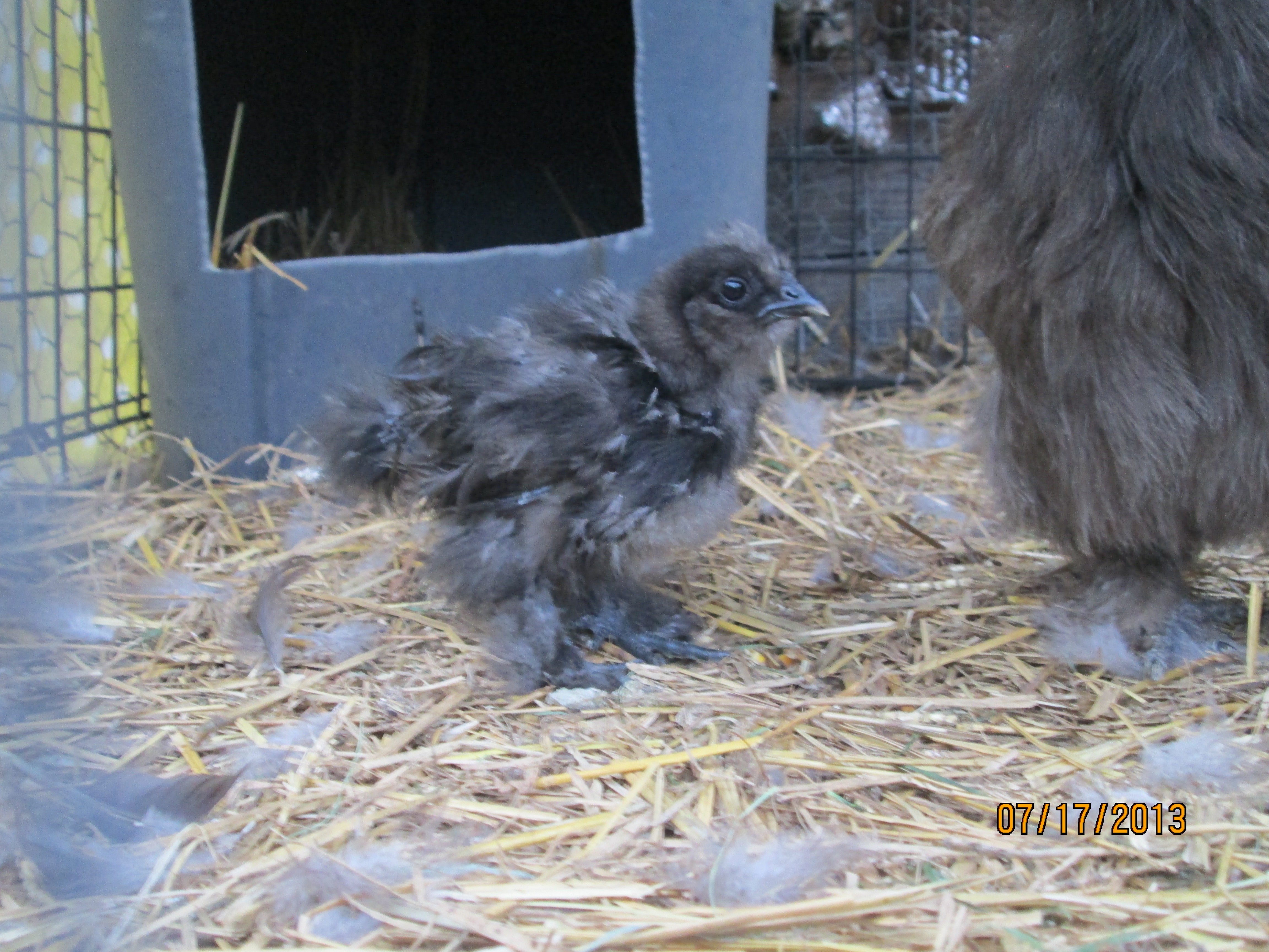Junior, our only silkie chick that hatched out