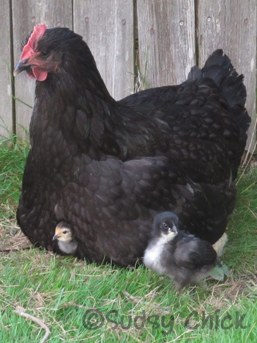 Juno the Jersey Giant with a Blue Copper Maran chick and two bantam chicks (look for yellow!)
