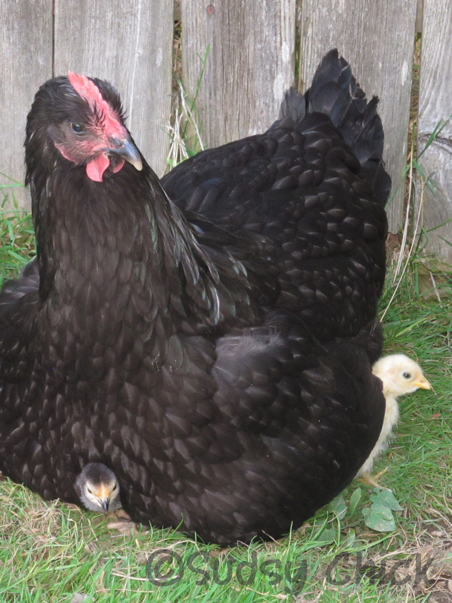 Juno the Jersey Giant with her two bantam chicks peeking out!