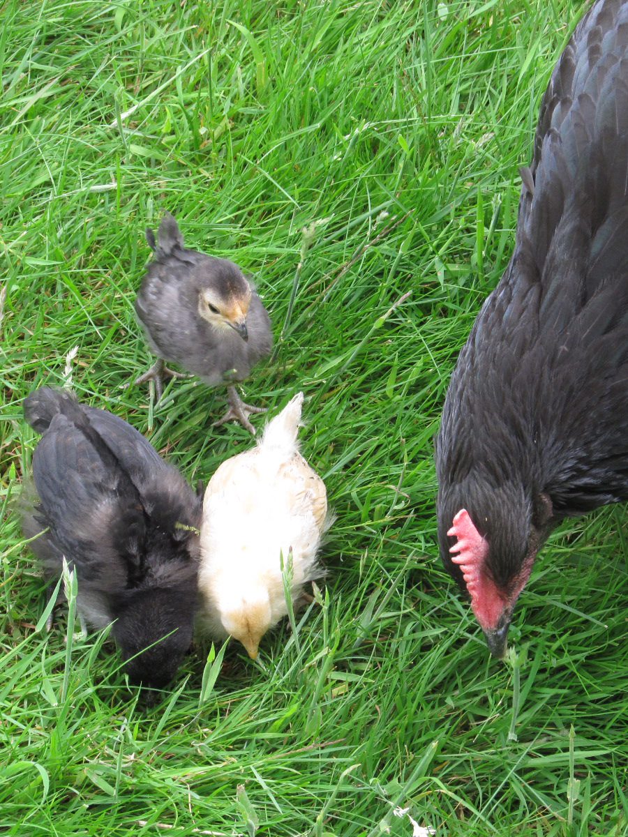 Juno with her chicks!