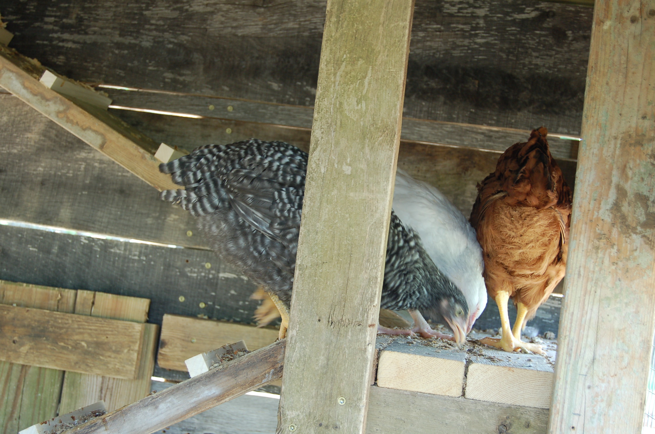 Just 3 of our 9 ladies on the landing they all like to sleep on.