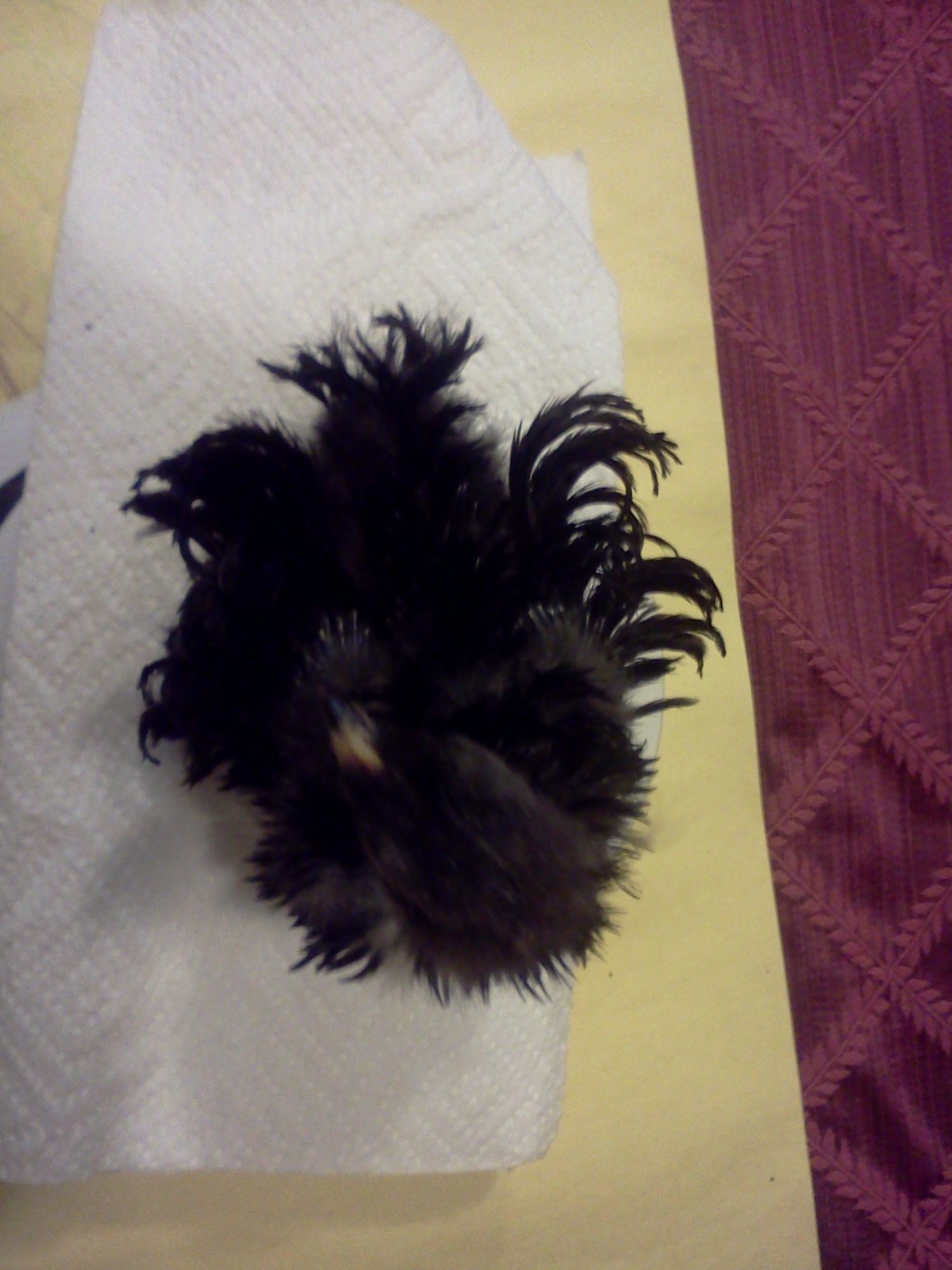 Just a ball of frizzle feathers!  
24 day old Frizzle Cochin Bantam, 129 grams.  
Violet.