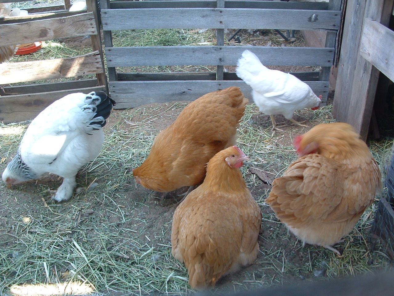 just a common mixed flock.