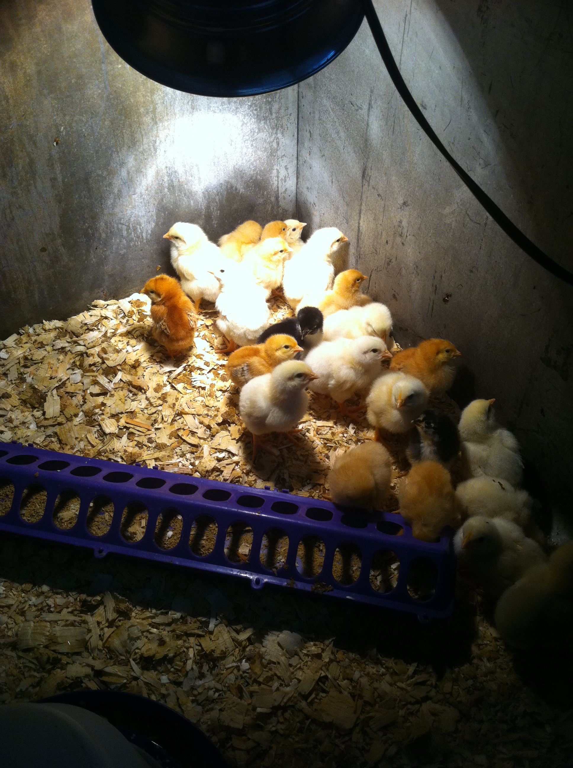 Just a couple of days later...  They've grown so much!