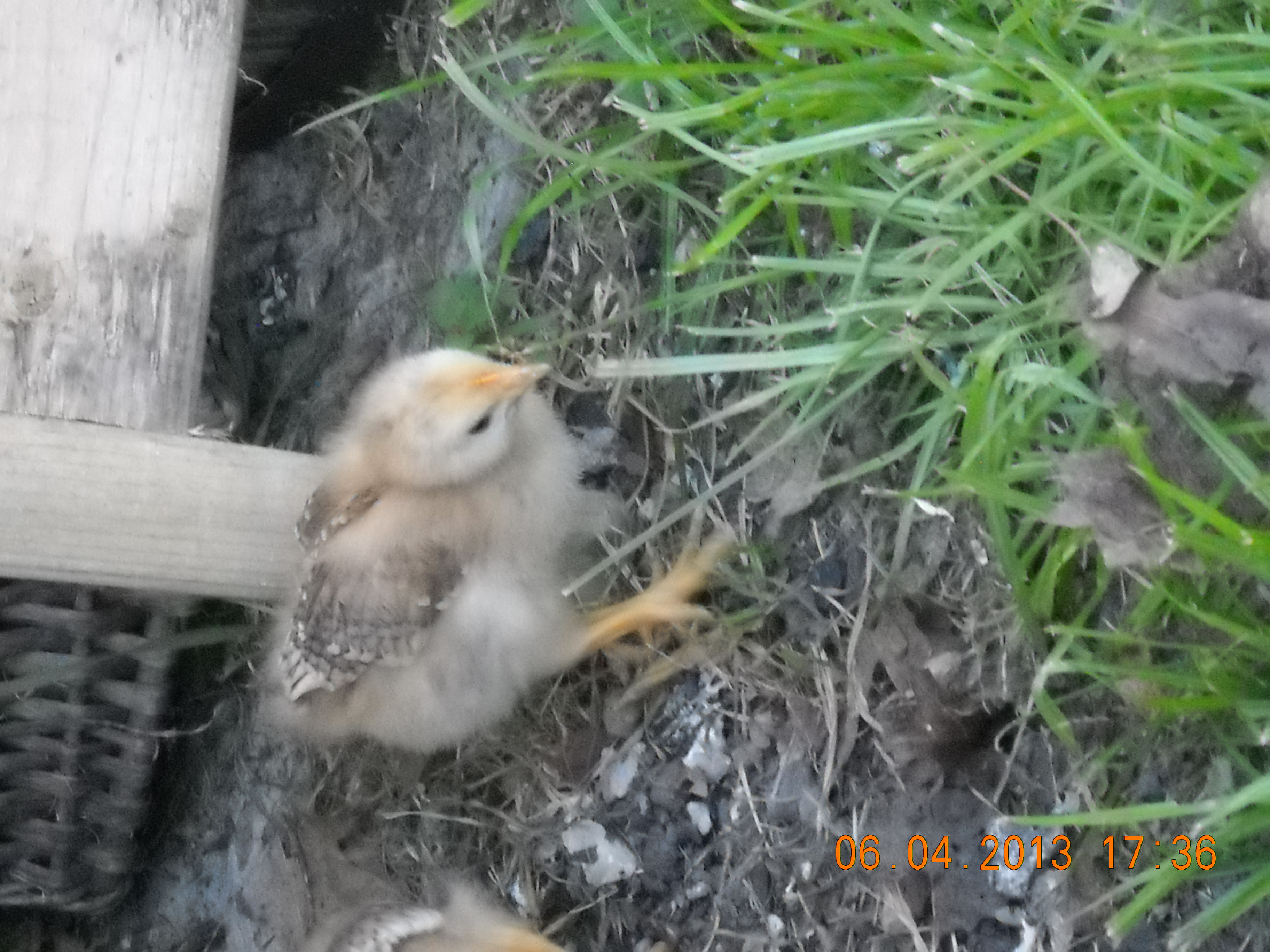Just a cute chick.