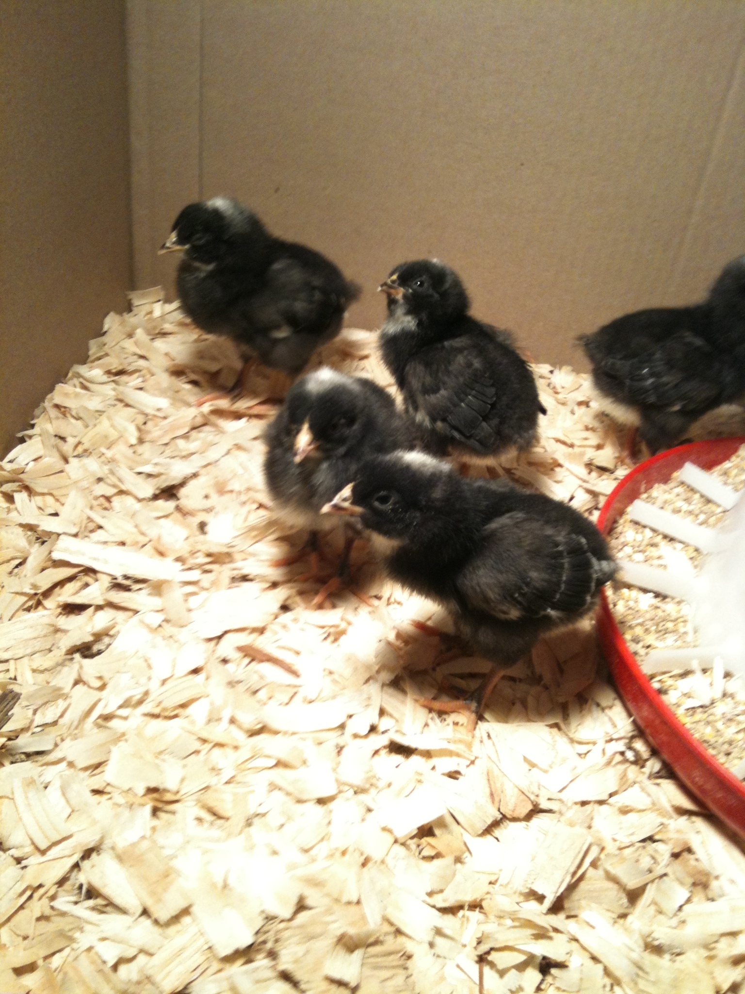 Just a few days old.