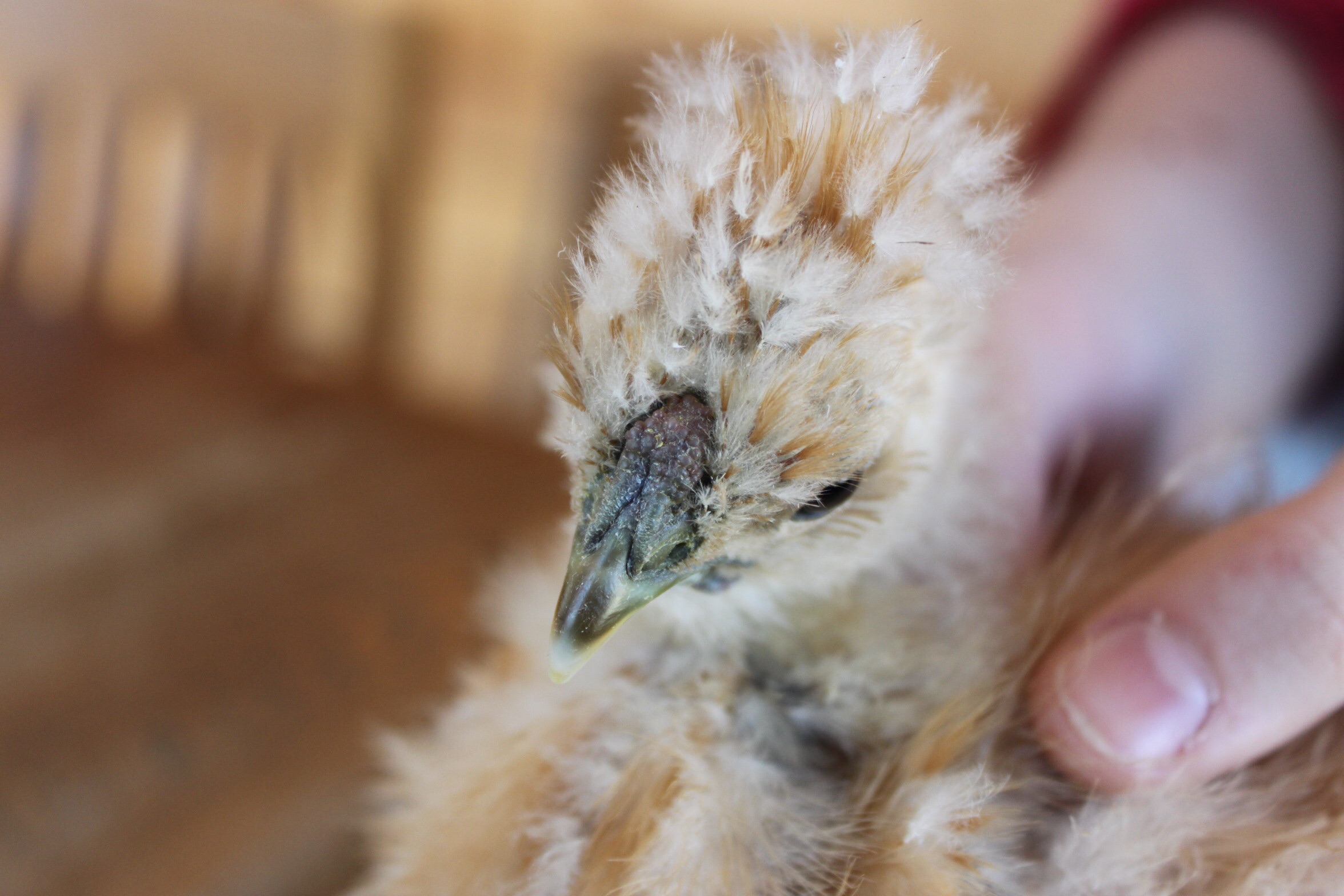 Just a hint of red in the walnut comb of this now 4-1/2 week old buff silkie. We think it's a cockerel, based on the same proven method for sexing silkie chicks that everyone else uses...THIN AIR...NADA...ZILCH.