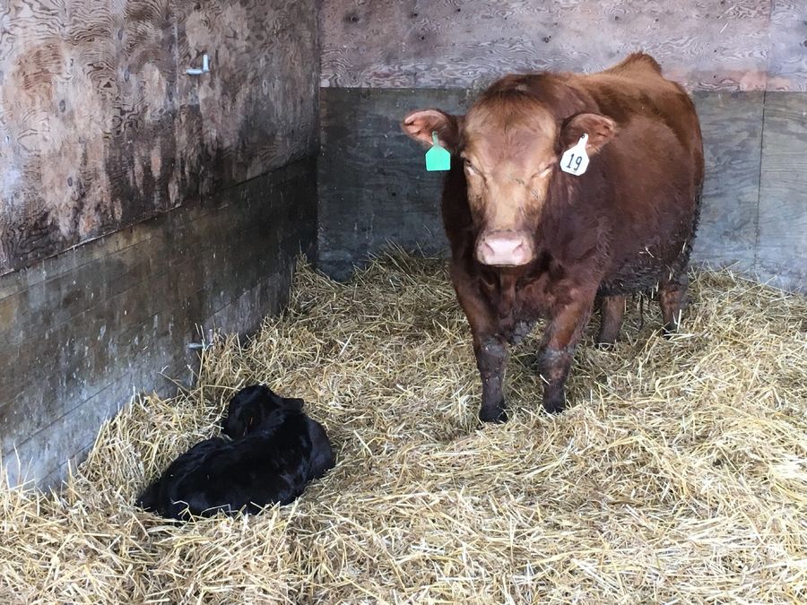 Just a pic of a new calf :)