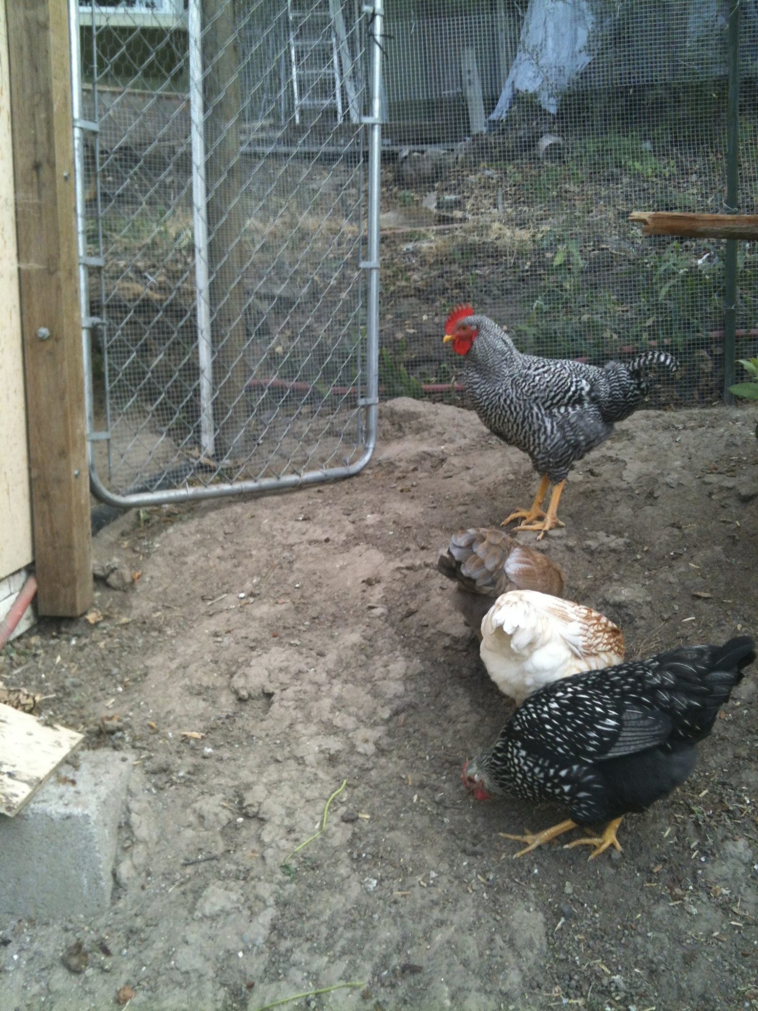 just a picture of The Bard (our barred rock rooster) watching over his flock