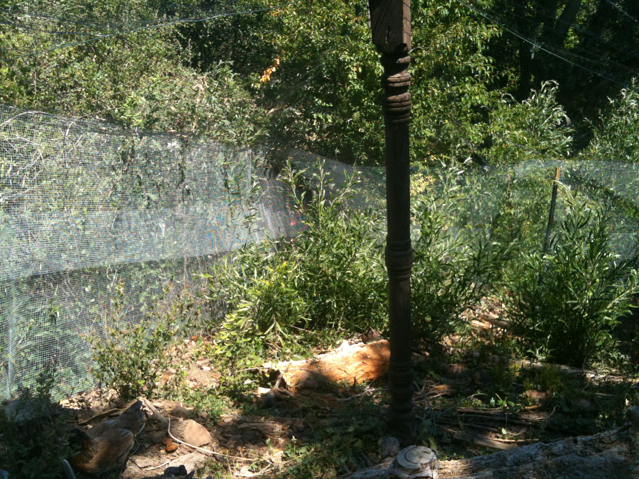 Just a picture of the run, it's probably always going to have those plants, trust me vinca and acacia never go away!