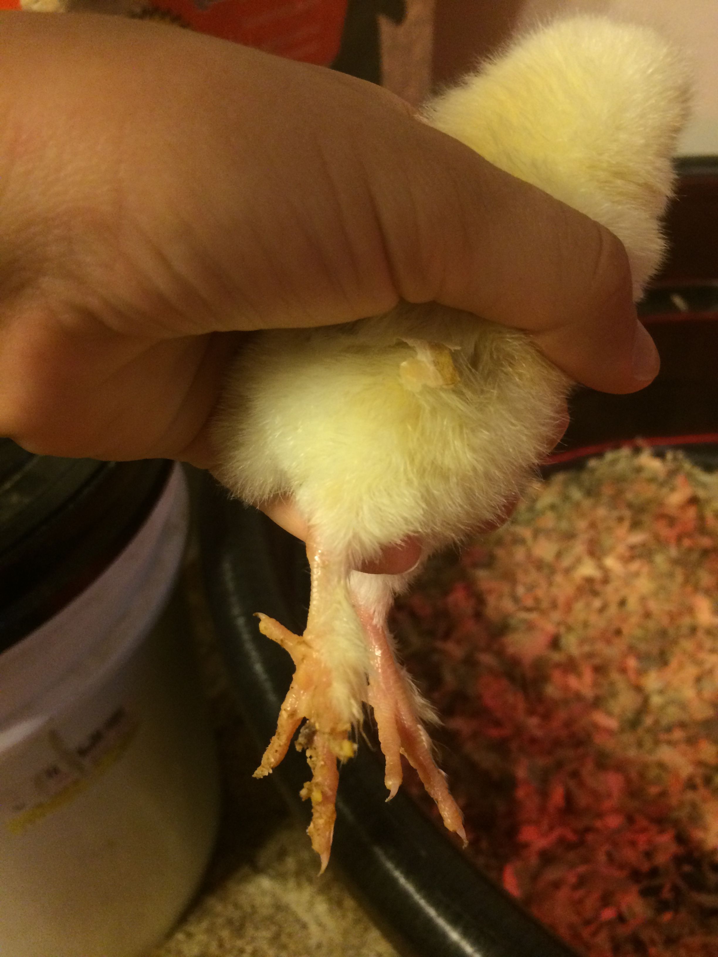 Just a shot to show the leg fluff of one.. :)