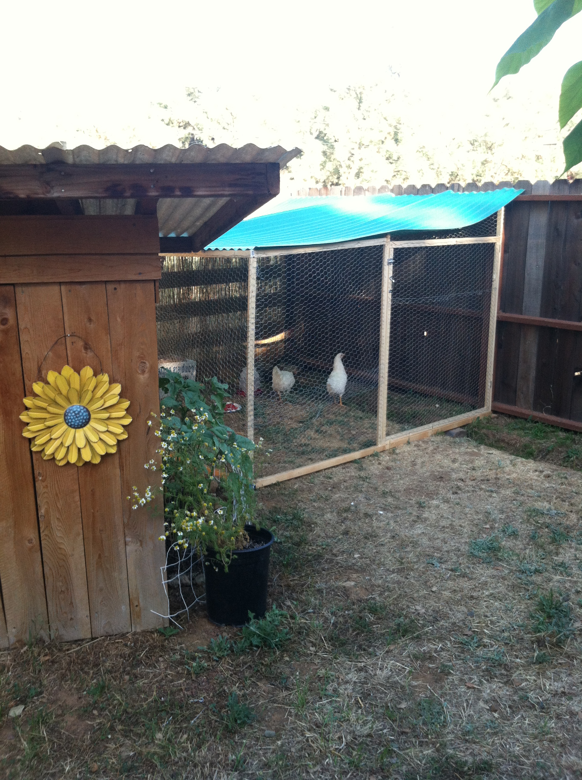 Just a simple chicken coop for Lucy and Ethel