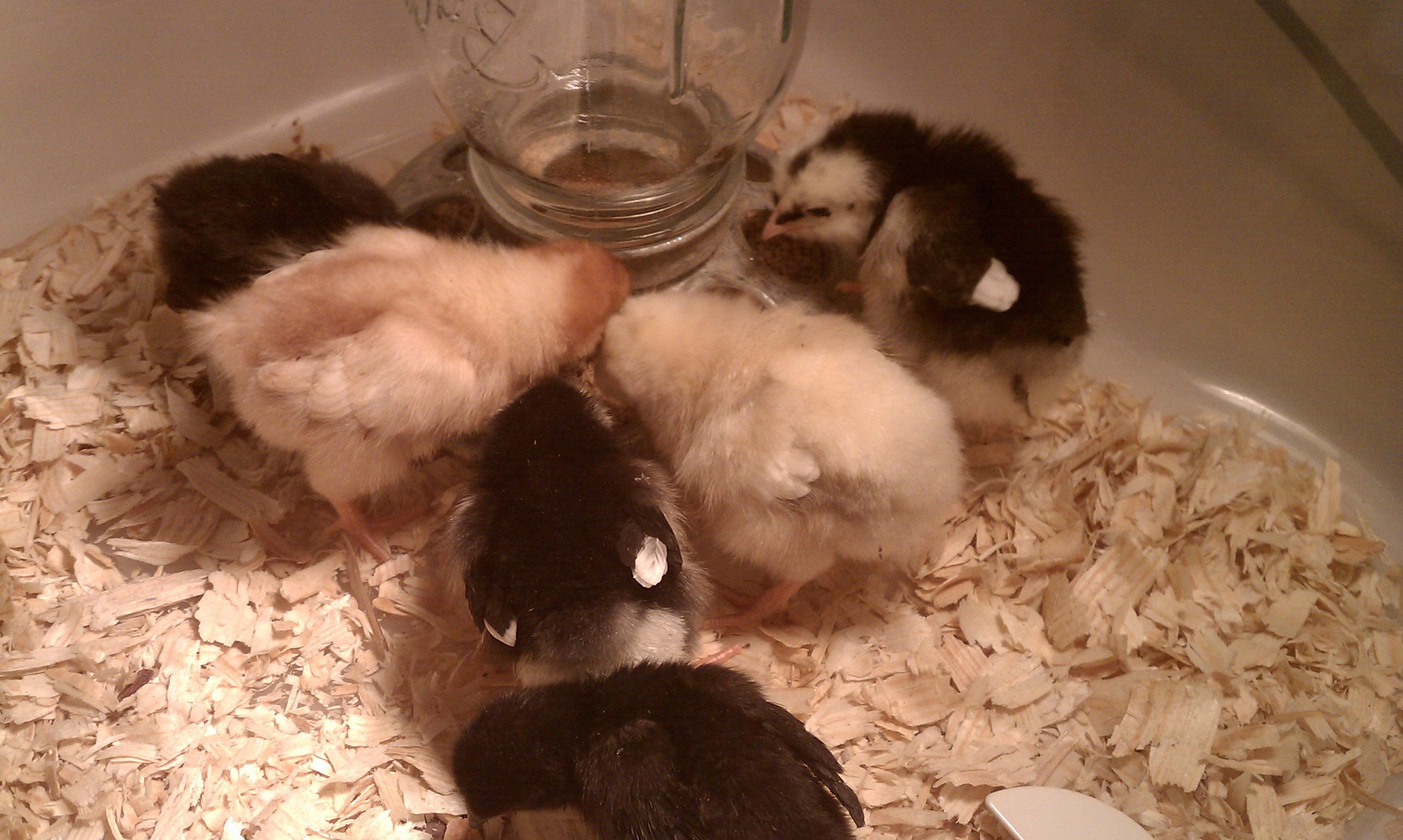 just added these to my brooder