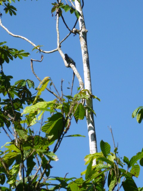 Just an Iguana behind the chicken coop.