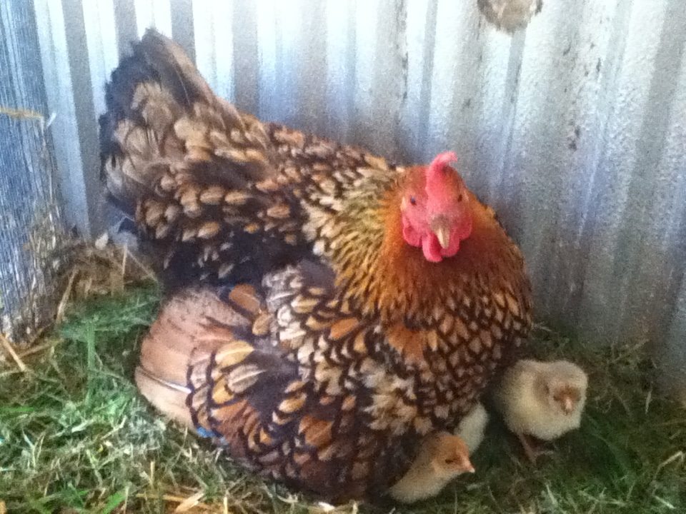 Just another one of her with only a couple chicks peeping out. There really are 10 under there!!   I also wonder what her line was crossed with at some point, since I thought all Wyandottes had rose combs!