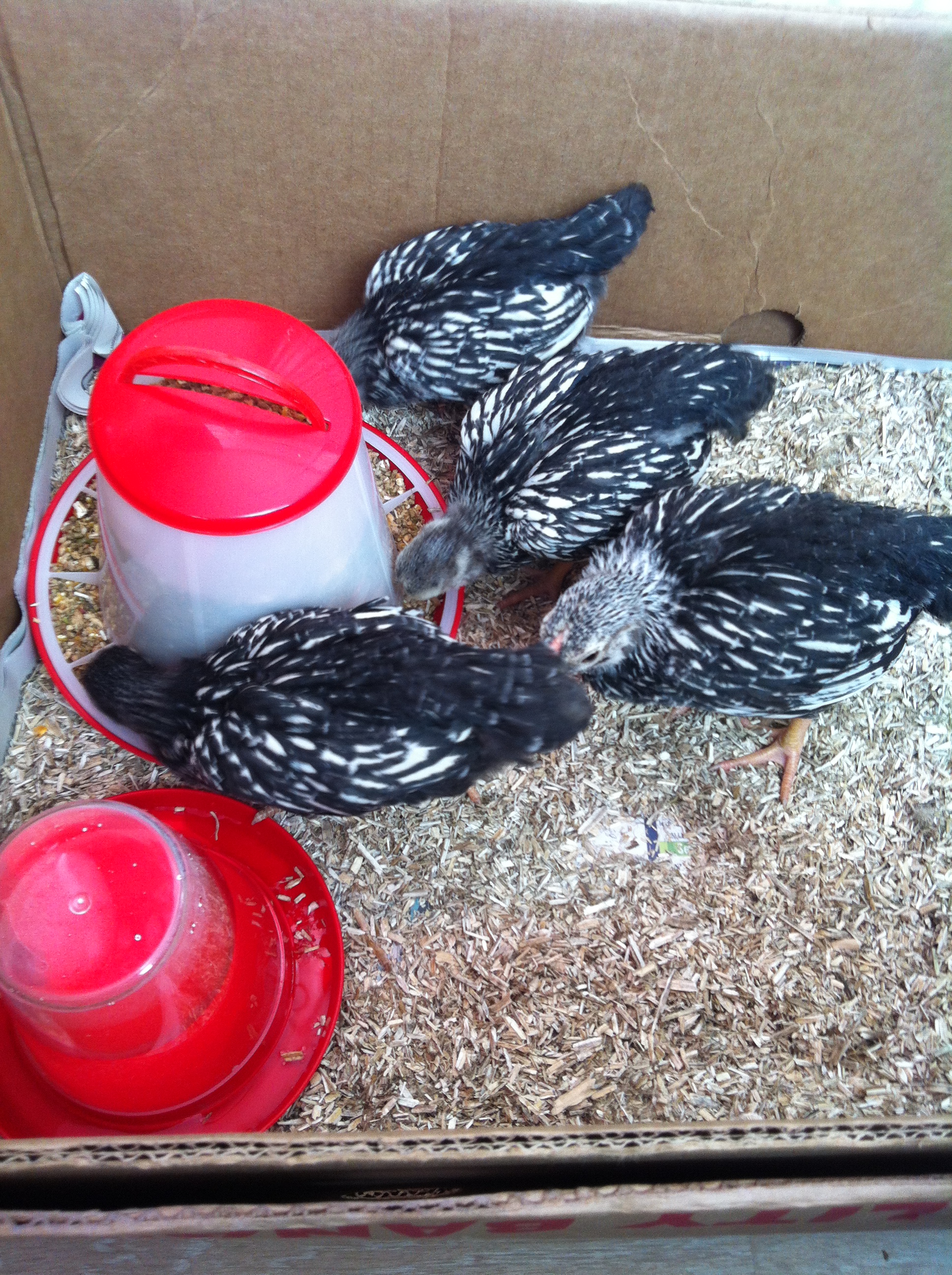 Just arrived in their temporary home. Hungry after the long ride home