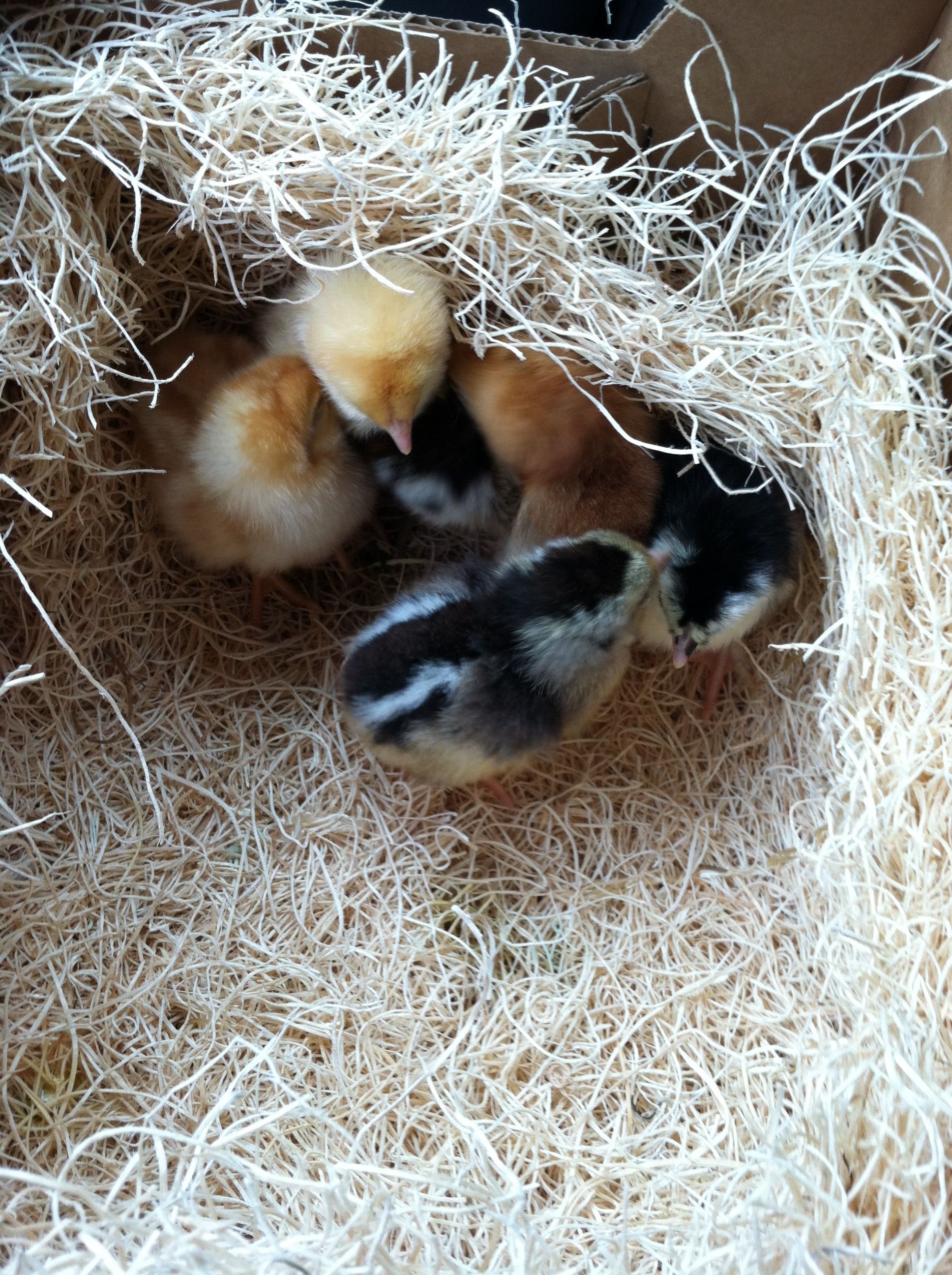 Just before driving home: Golden Buff (sex-link), Buff Orpington, Easter Egger, Buckeye, Black Copper Maran and a tiny Silver Grey Dorking in front.