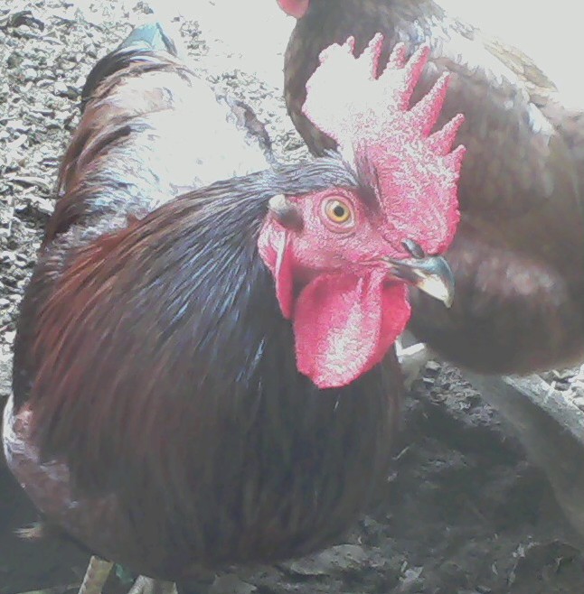 Just Bert saying hello.