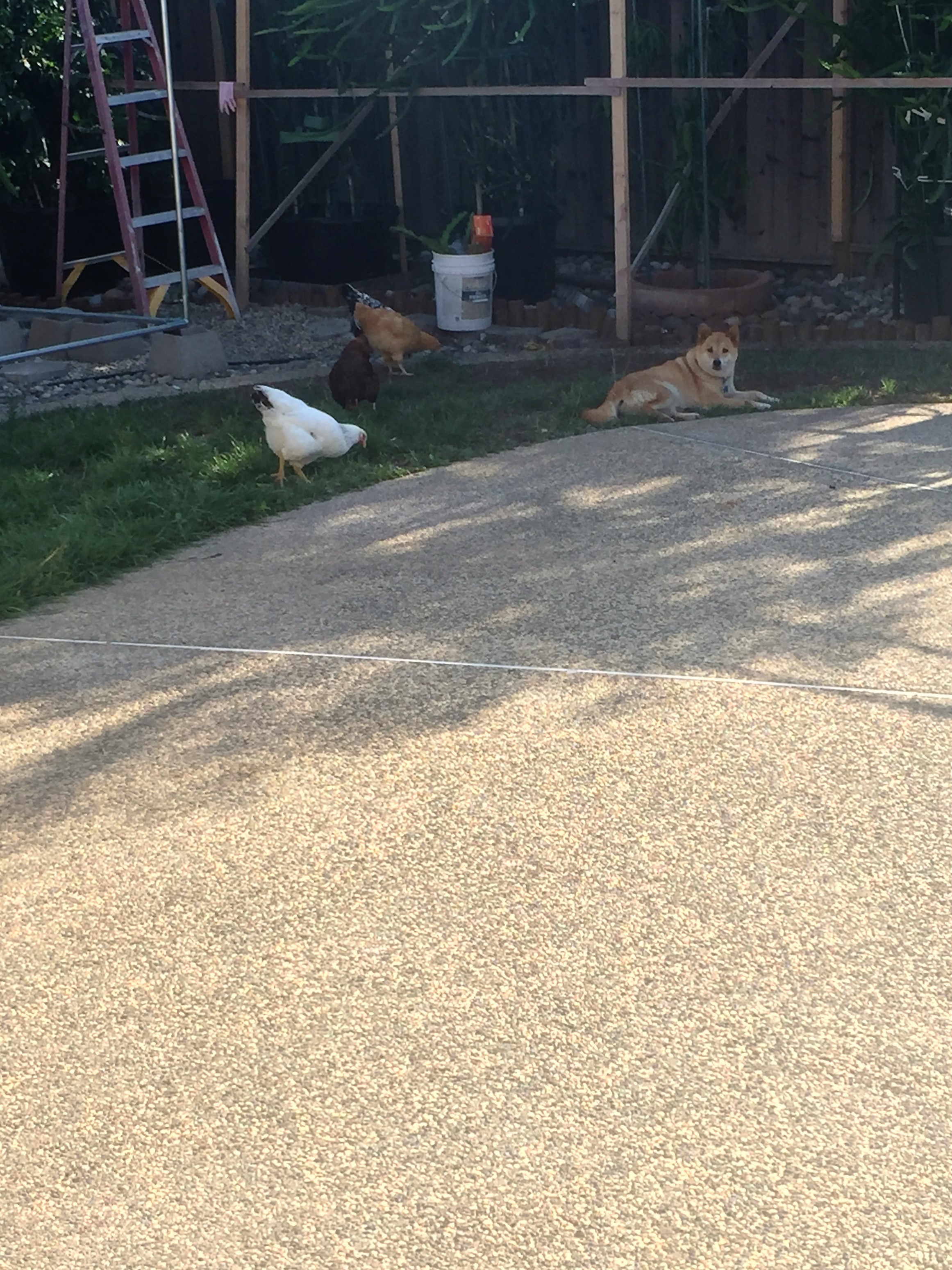 Just eatin some grass around the shiba inu
