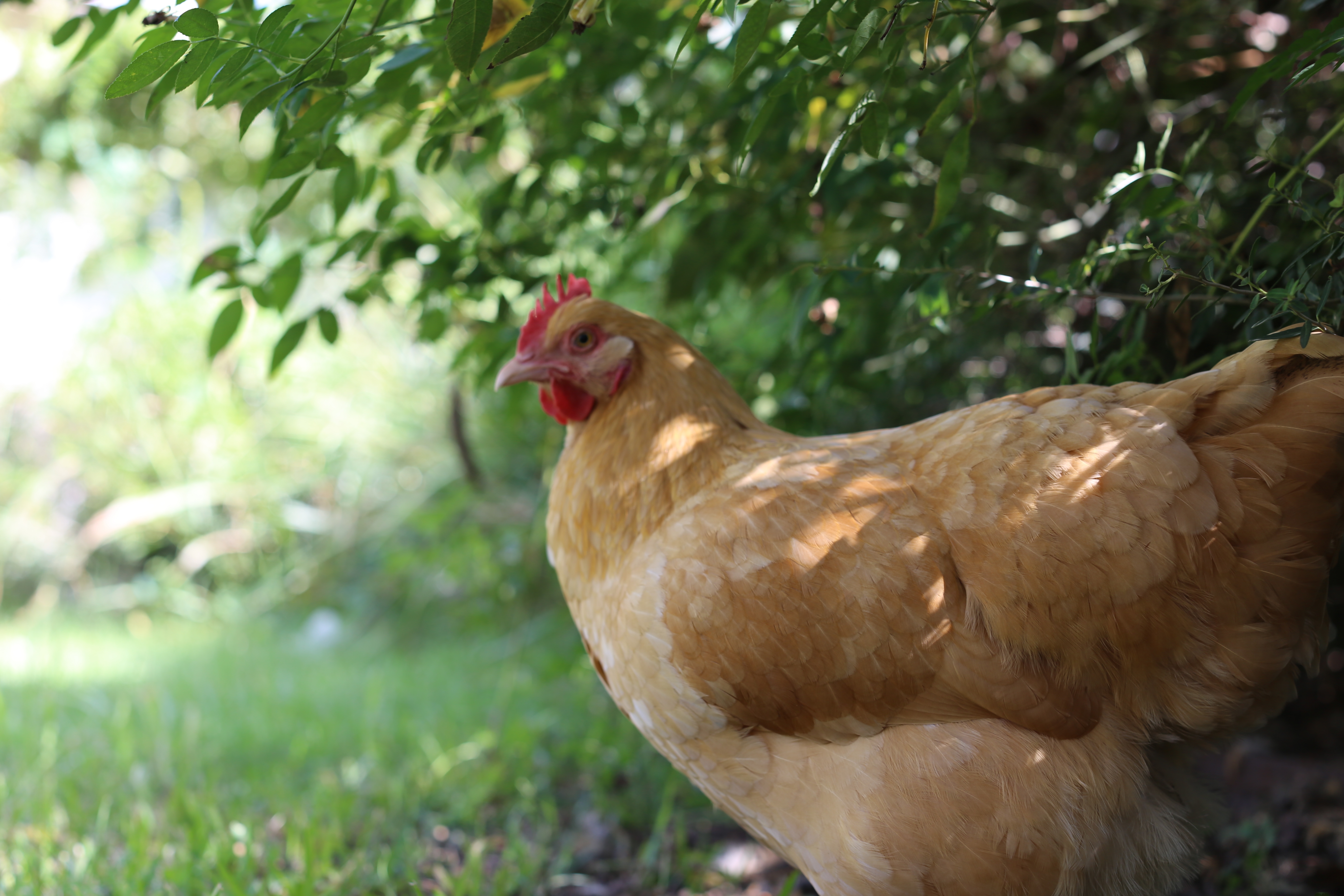 Just Gertie being inquisitive