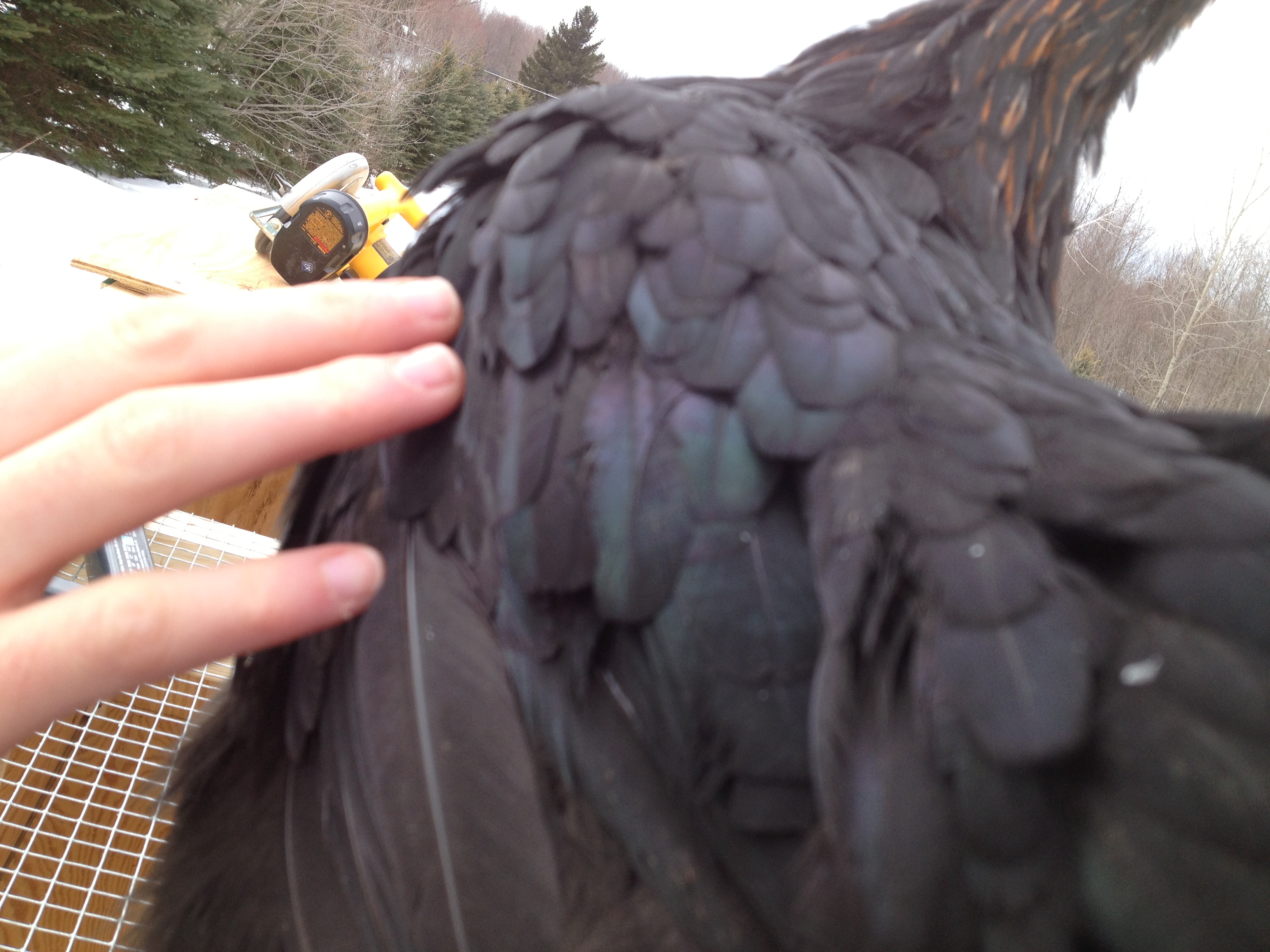 Just getting a closer shot of her color. #1