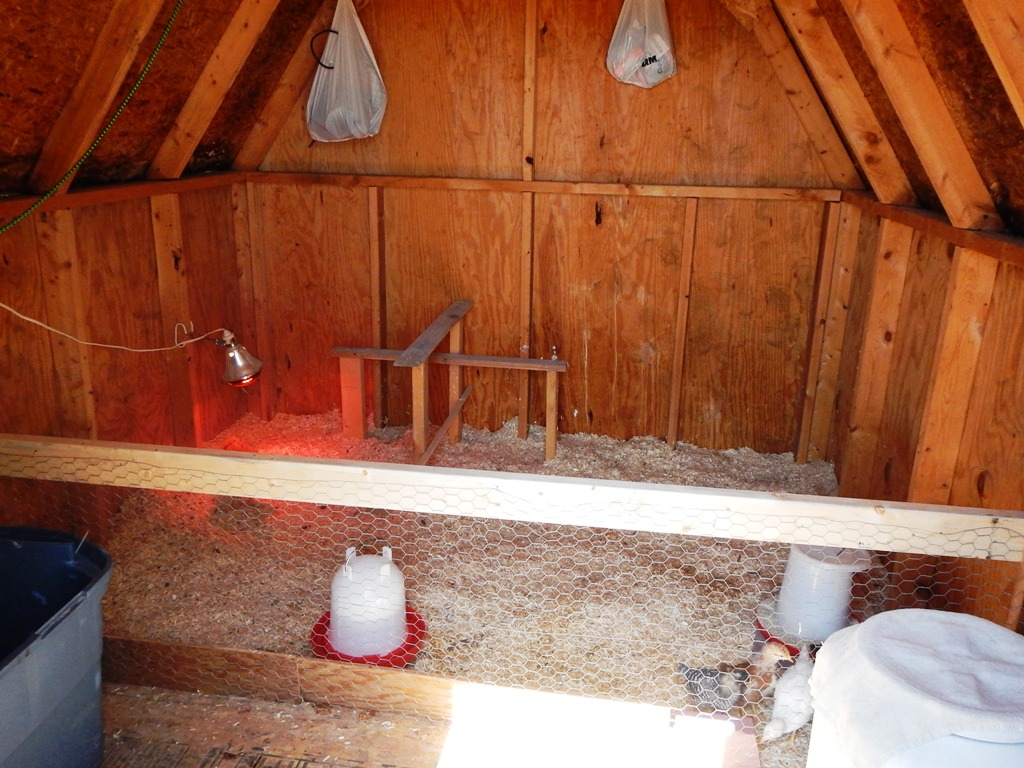 just got chicks, will build laying boxrd soon