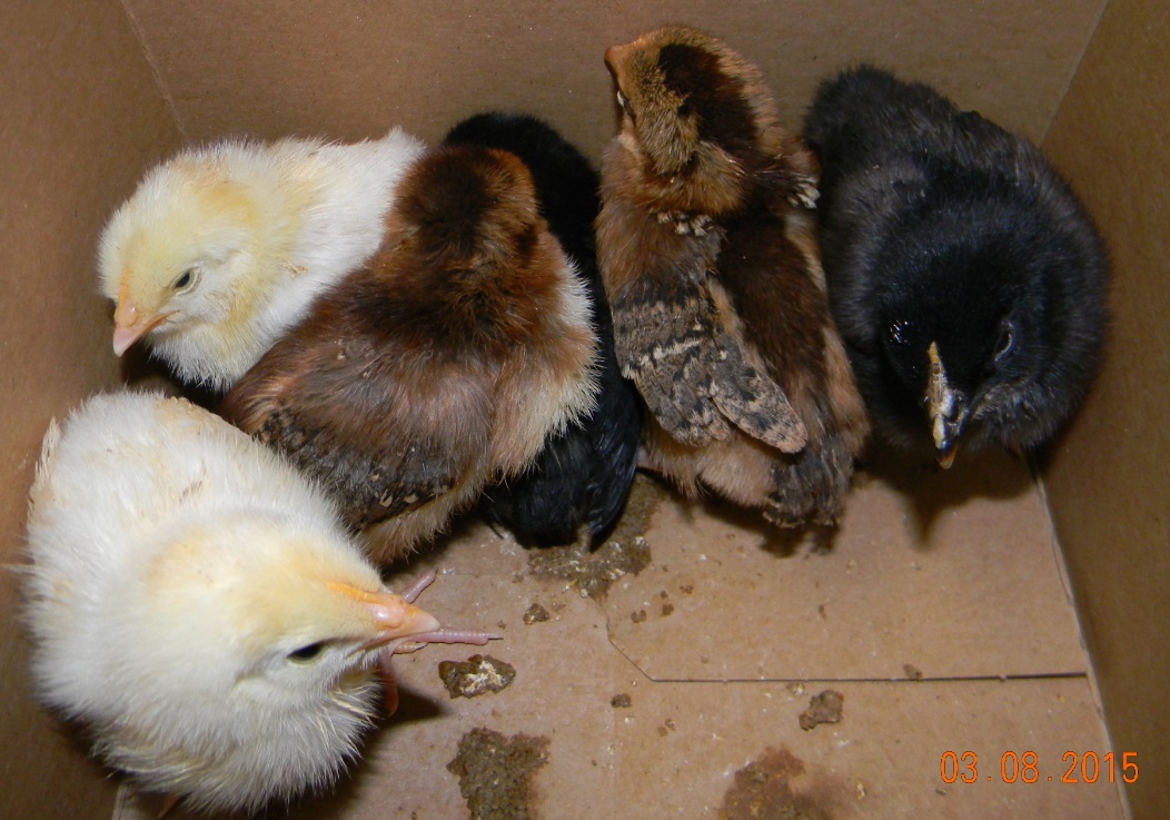 Just got these babies yesterday 03/10//14 from Tractor Supply.  Does anyone know what kind of chicken they are?  I've never seen anything like the brown ones.  The black chickens have a lighter colored throat, yellow in one, dark in the other.  The black chick with the darker throat also has a red/brown streak across one eye.  Very unusual but I am fairly new to raising chickens.  Thanks for any help!!