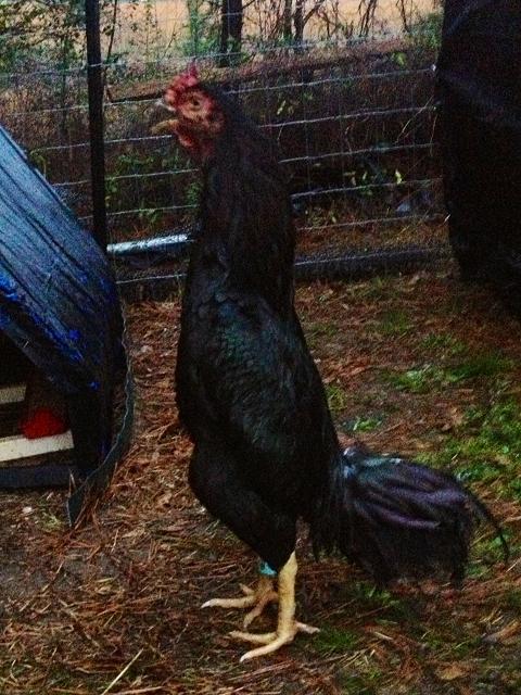 Just got this Black Shamo stag 2-16-13. He's 8 months old and huge. Nice upright stance, but legs are shorter than I would like and tail is carried a little too high but overall a great bird.
