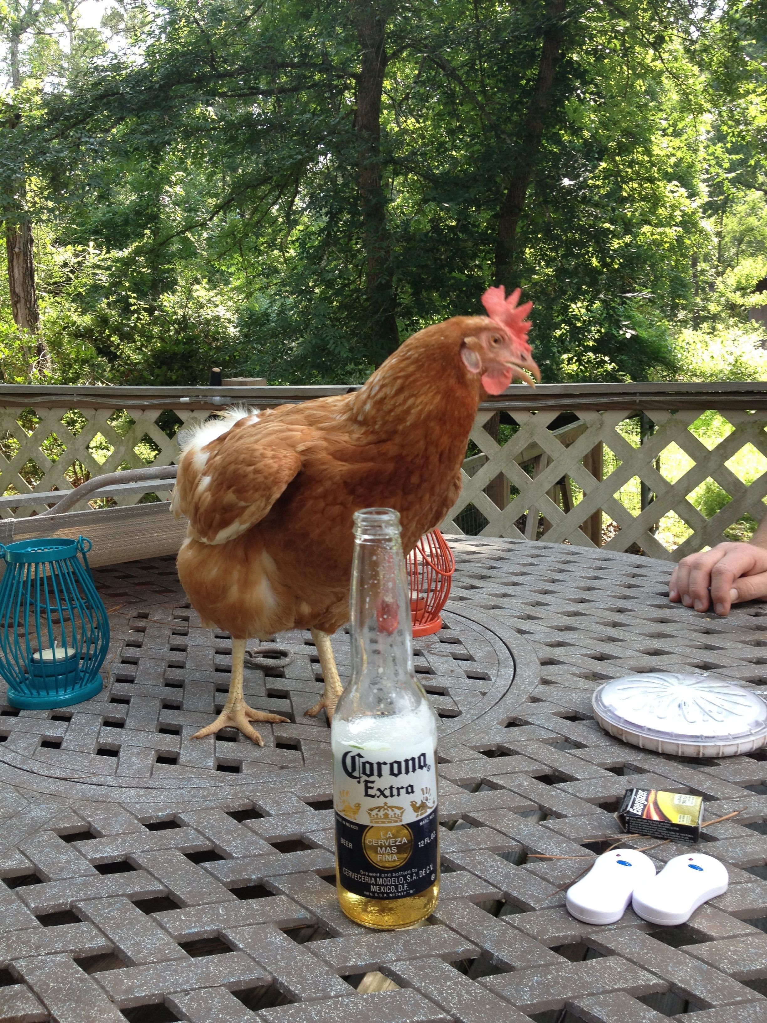 Just hangin' out by the pool.