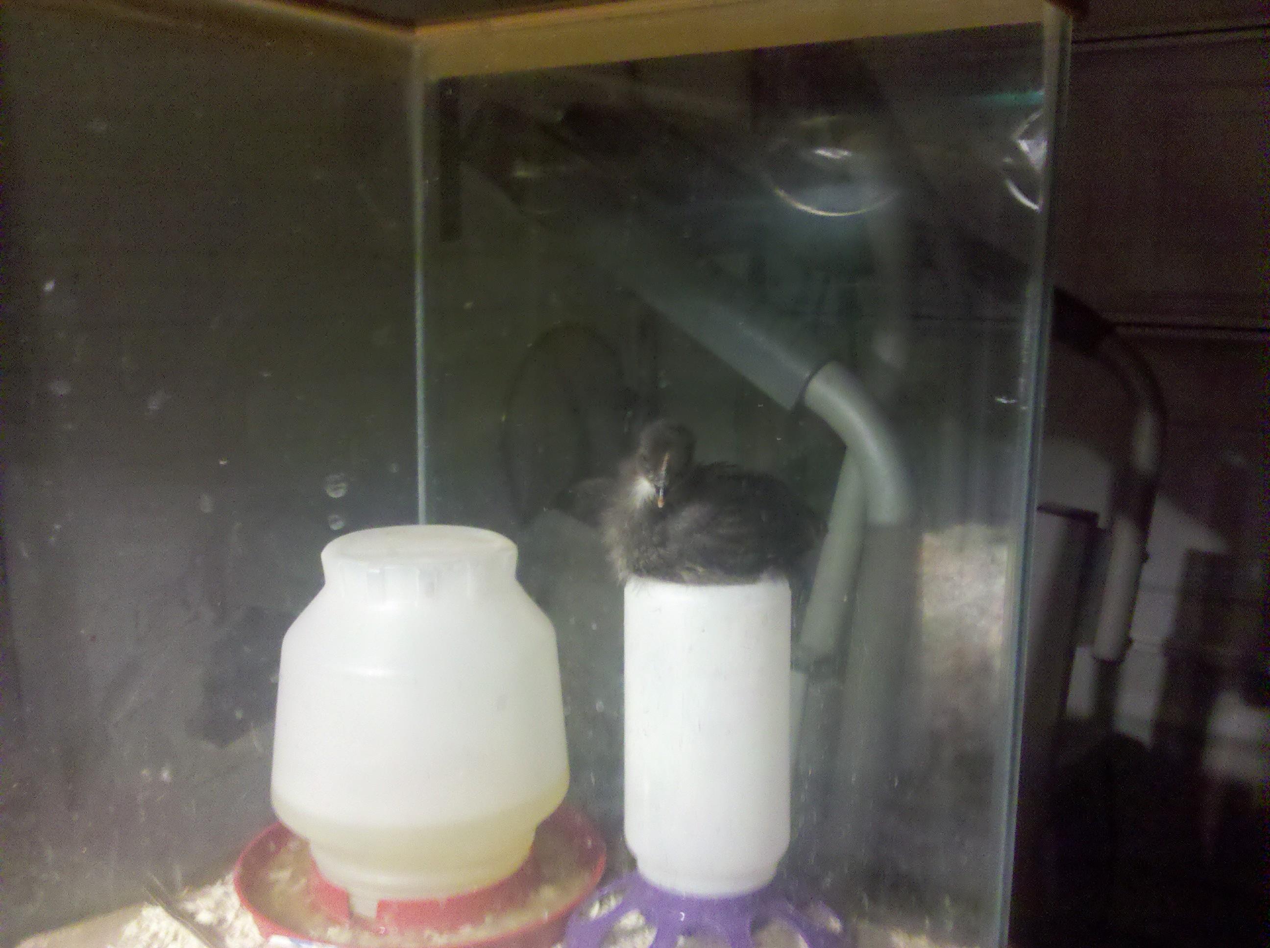 Just hanging out. 4 weeks old and a pain. Notice the water dish, I have to clean it out every couple hours because they constantly fill it with the bedding! lol.