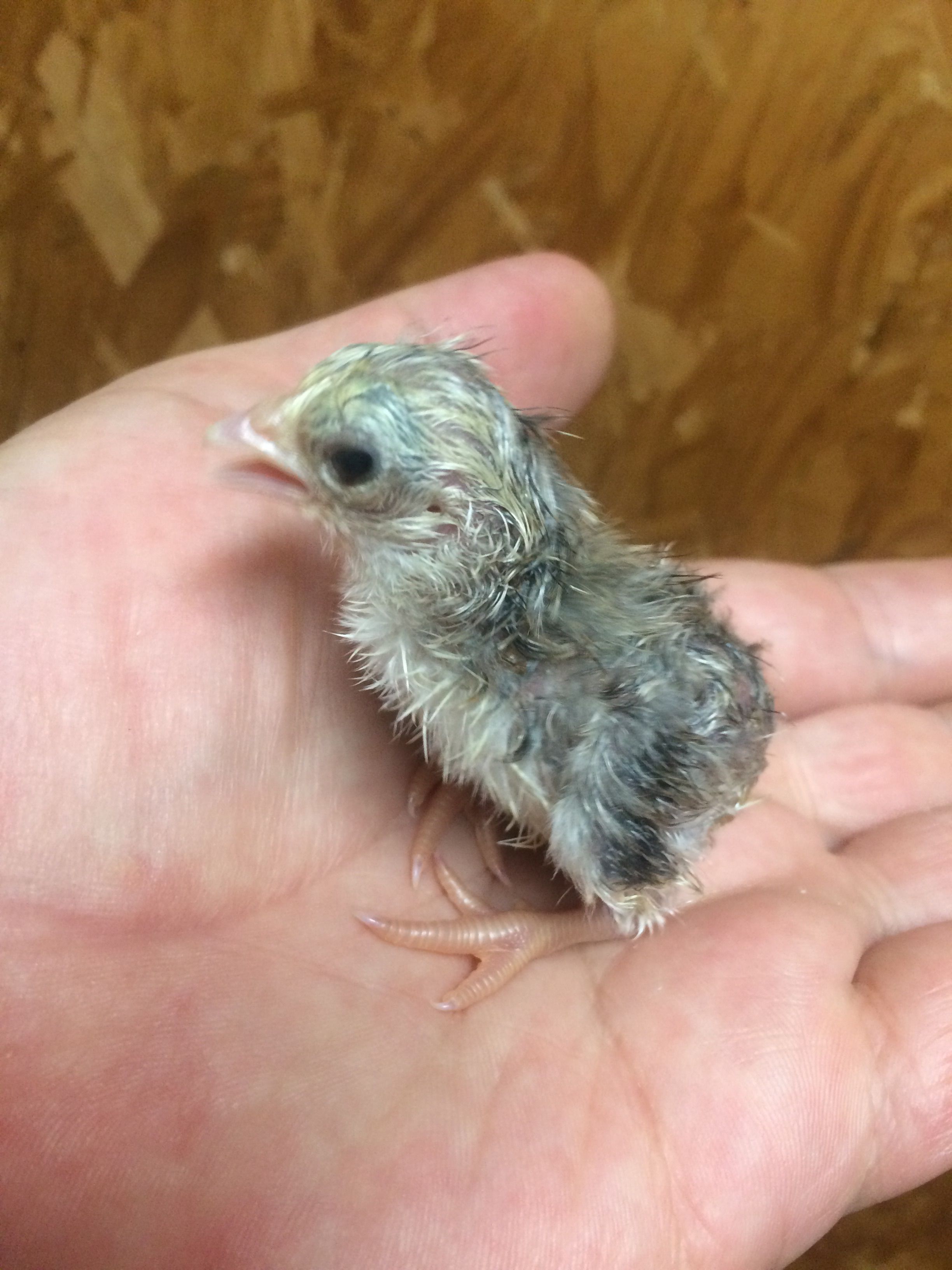 Just hatched Blue Silver Duckwing chick