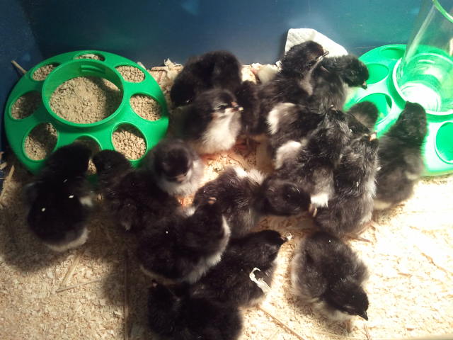 Just hatched my Black Copper Marans. 23 from 24 eggs. Only one was infertile! Not bad!!!