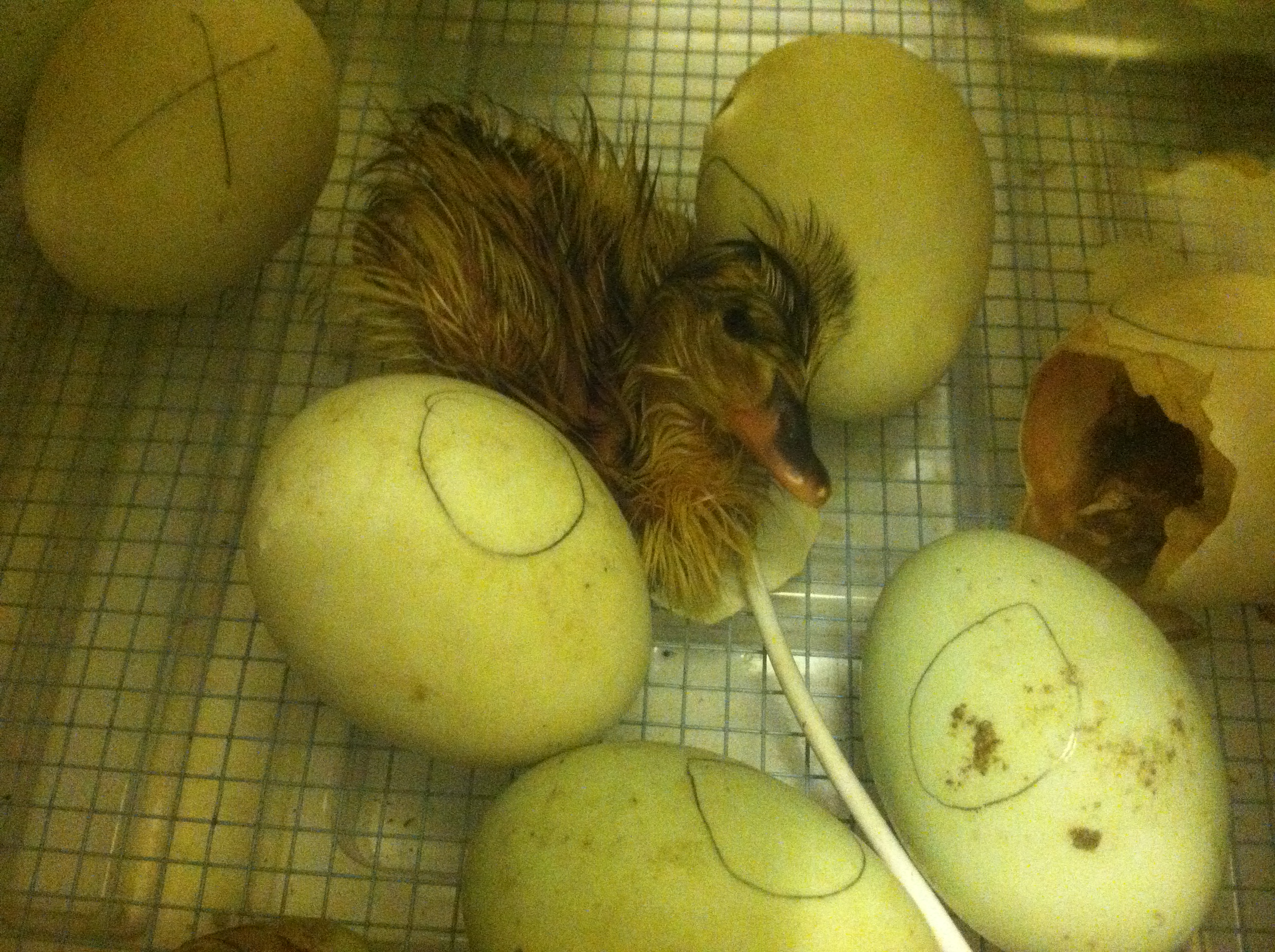 Just hatched - Pekin/Mallard cross