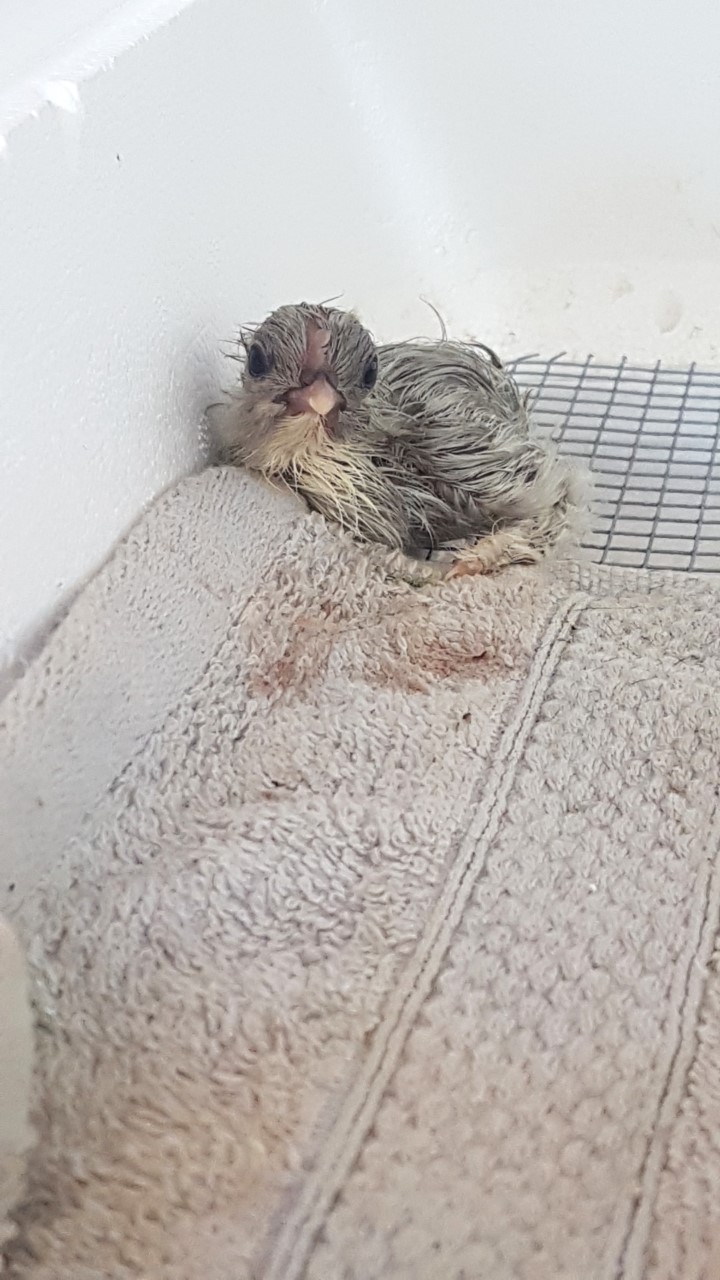 Just Hatched Splash Bantam Cochin