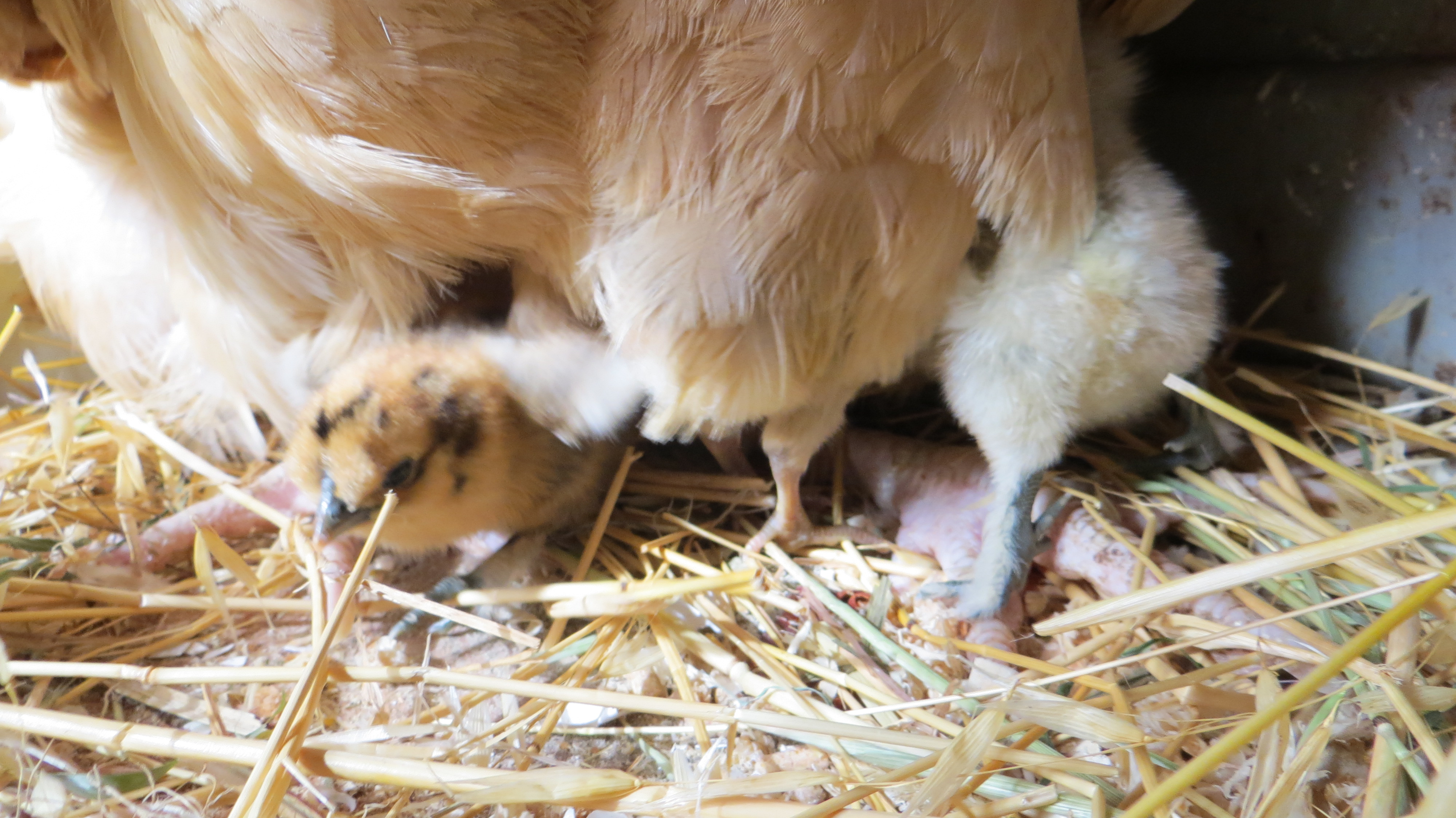 Just hatched.
