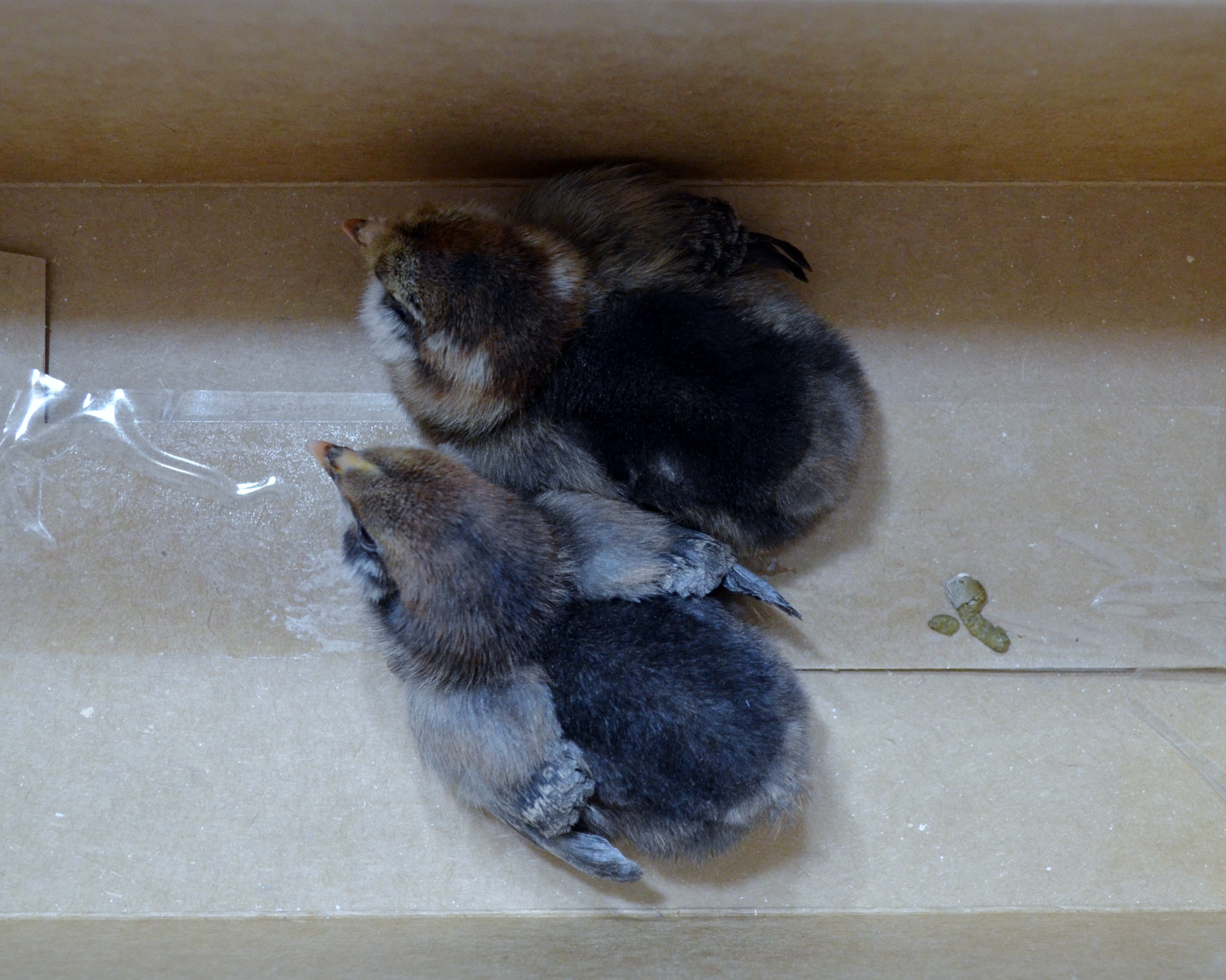 Just home, EE or Ameraucana (pullets) we hope! 4-23-2012
Update 6-6-2012 one pullet, one cockerel. Top chick is black and white pullet, bottom one is multi Roo.