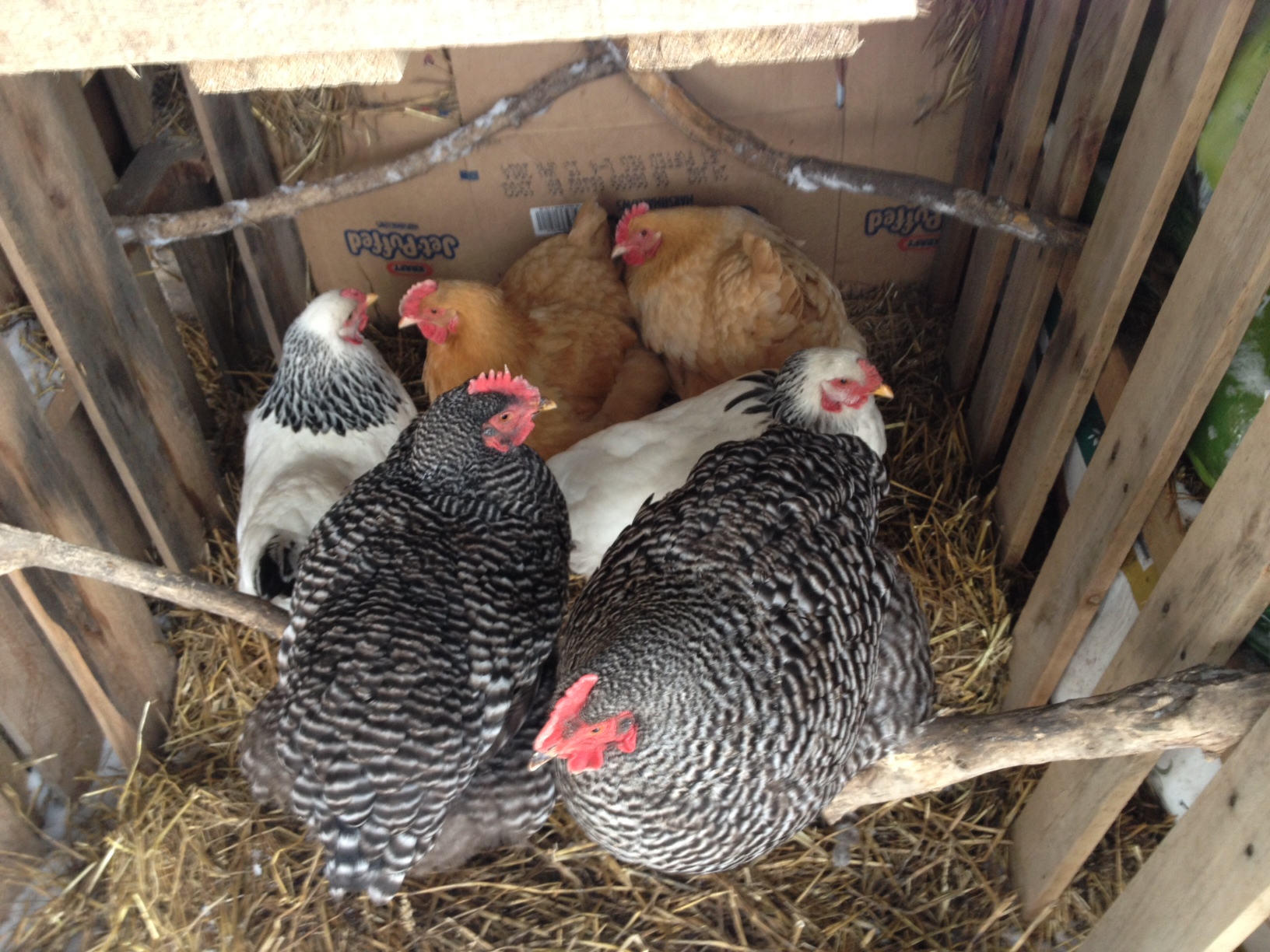 Just like kids and cardboard boxes, my chickens spend their day in the rough pallet "fort" I built them for sheltered fresh air instead of their nice coop. :)