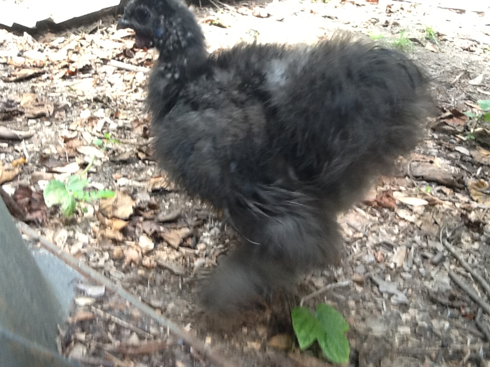 Just named Lucky   you can clearly see the missing spots on the lower back by his tail, his lower rear and  some on his wing on one side from dog attack    lucky to be alive and no injuries