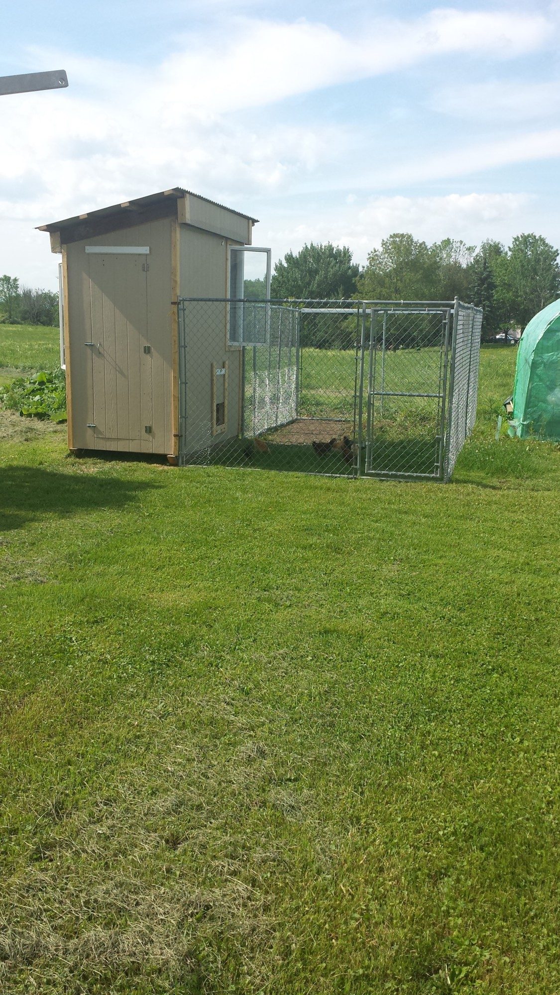 Just need to paint the coop barn red with white trim and it's done!  I think the girls are happy with the run and getting to be outside.  Got this dog kennel for $100 used and ran chicken wire around it to be sure the girls are safe!