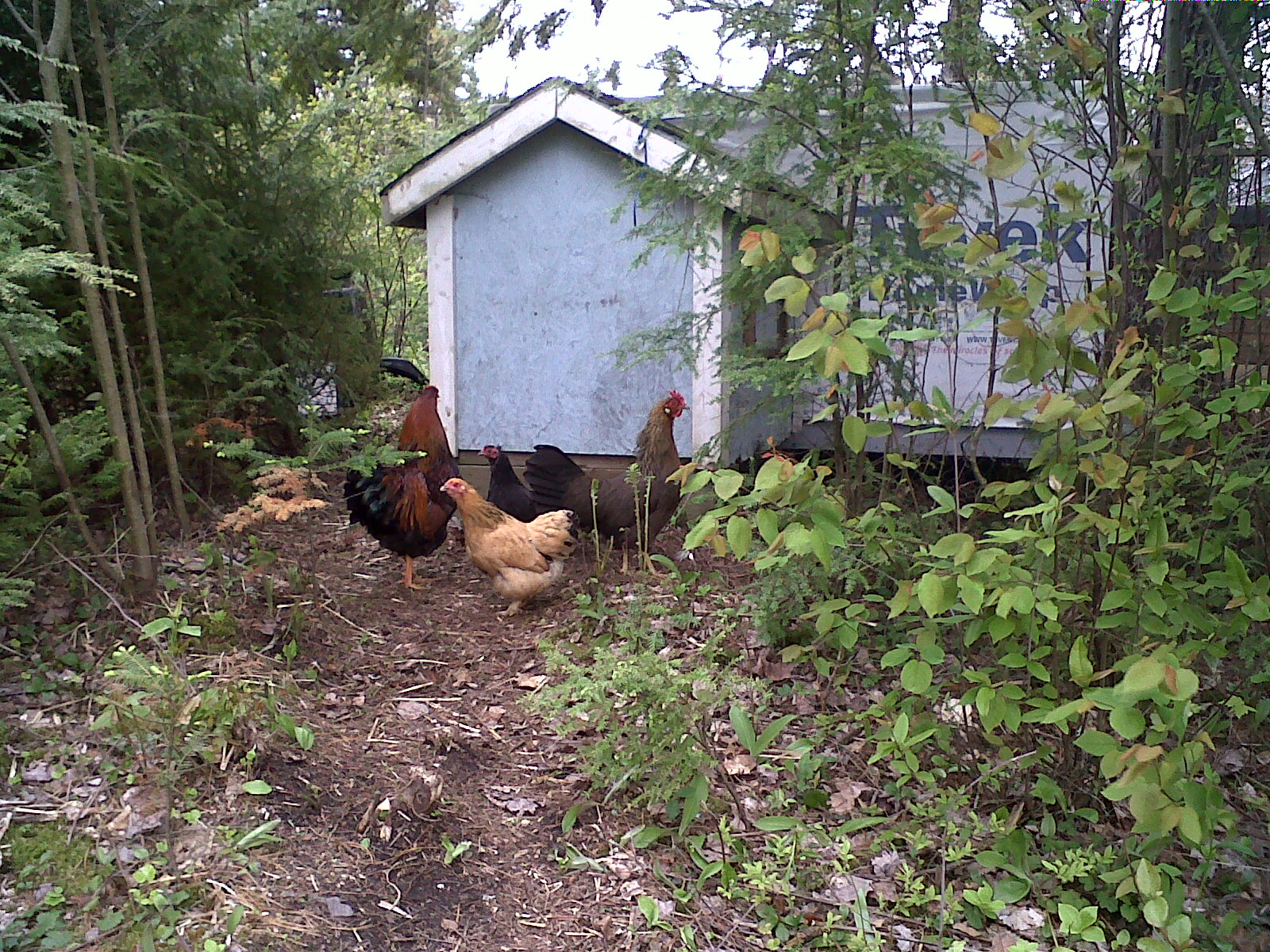 just out for a walk around the coop