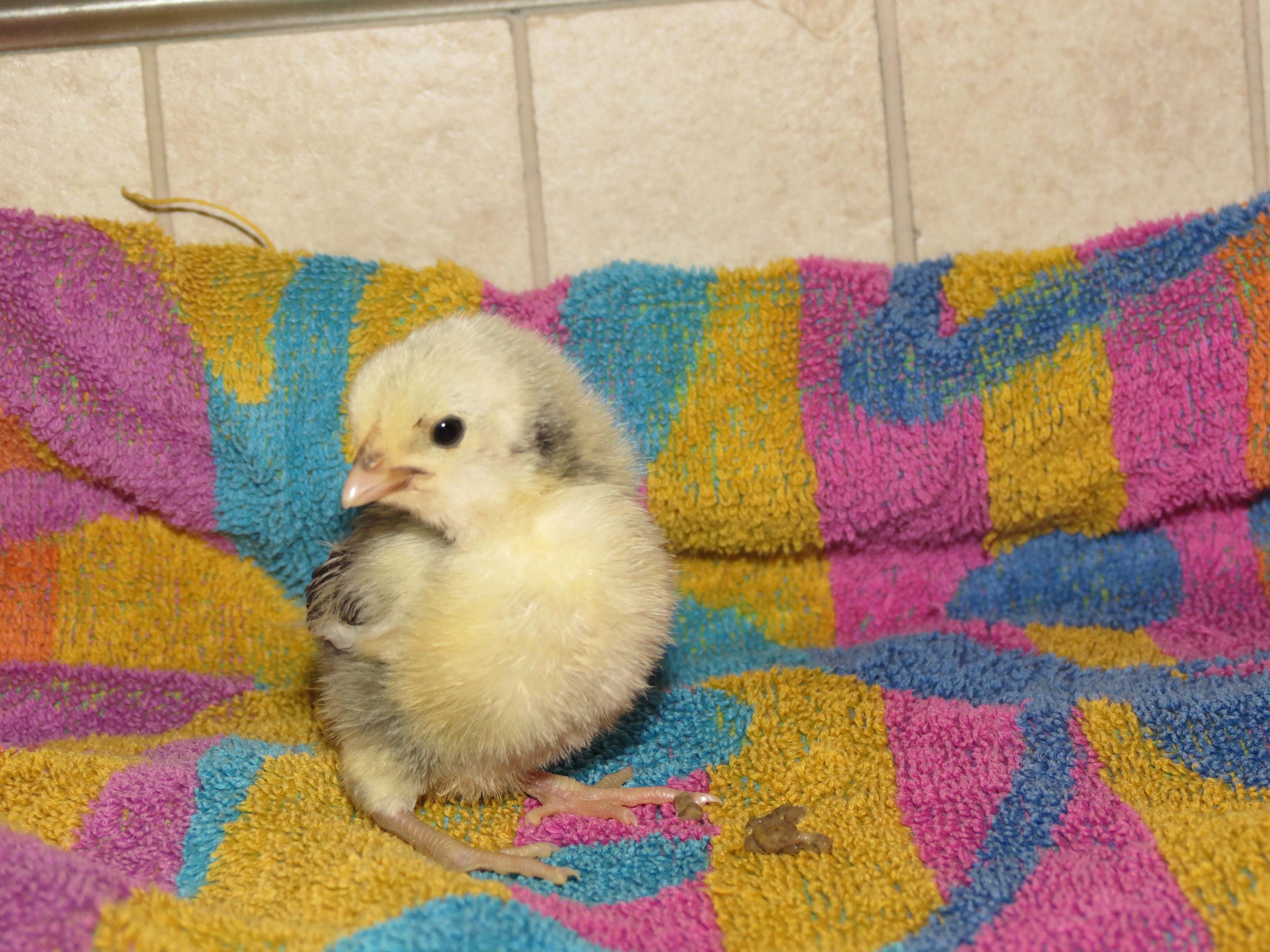 just over a week old