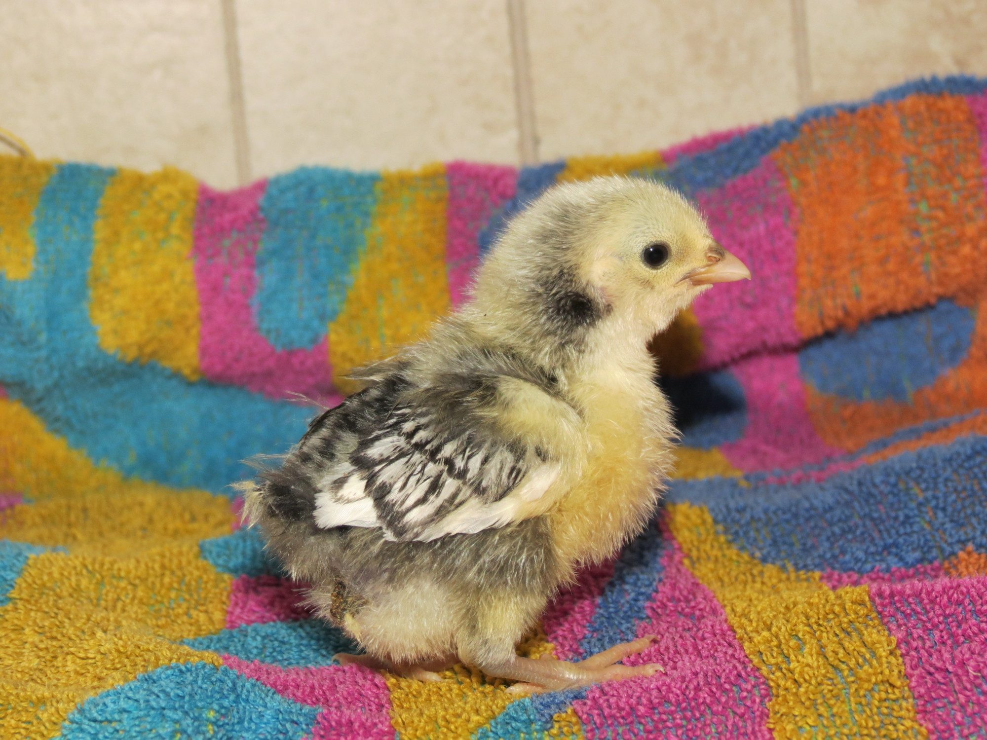 just over a week old