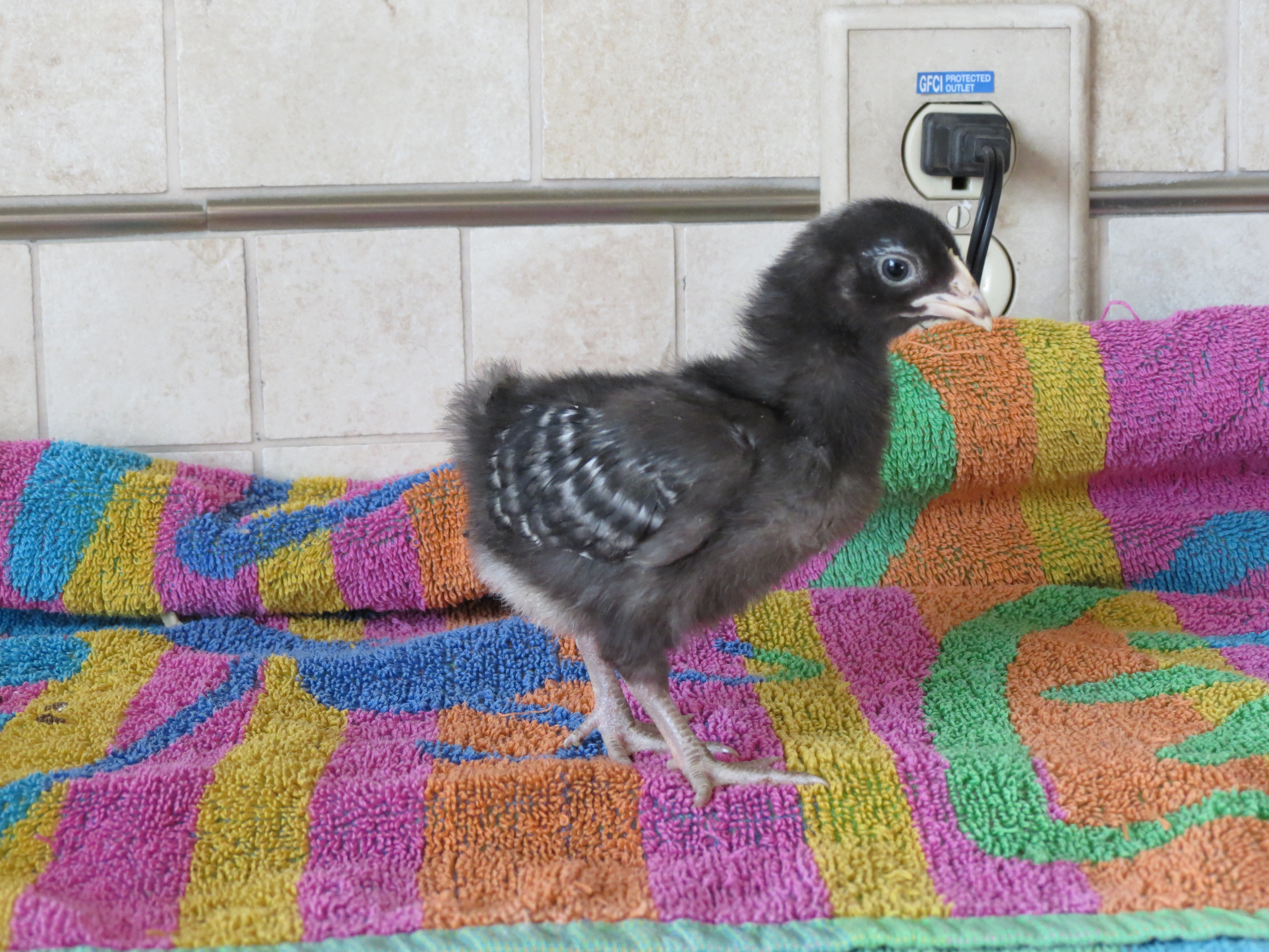 just over a week old