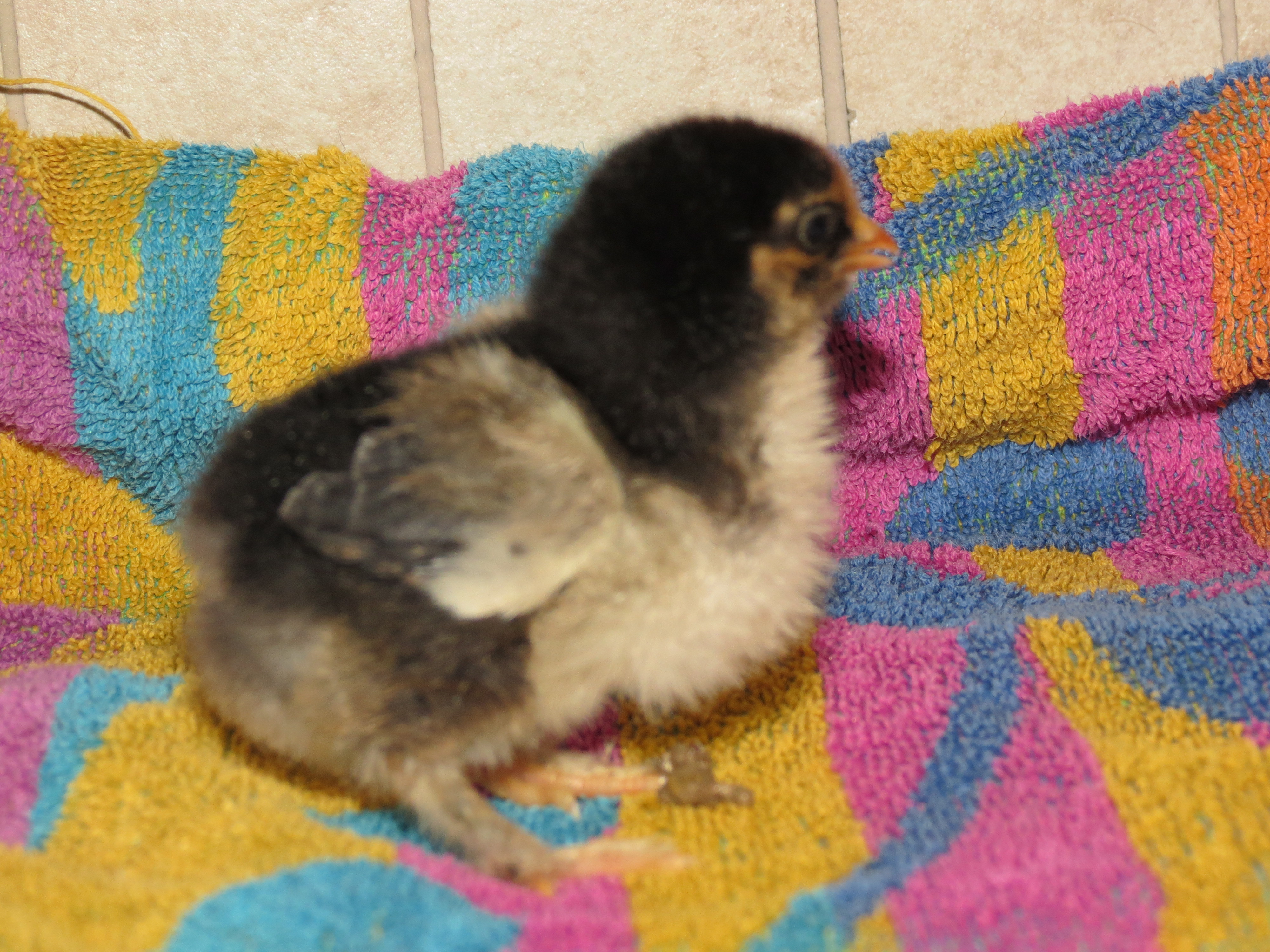just over a week old