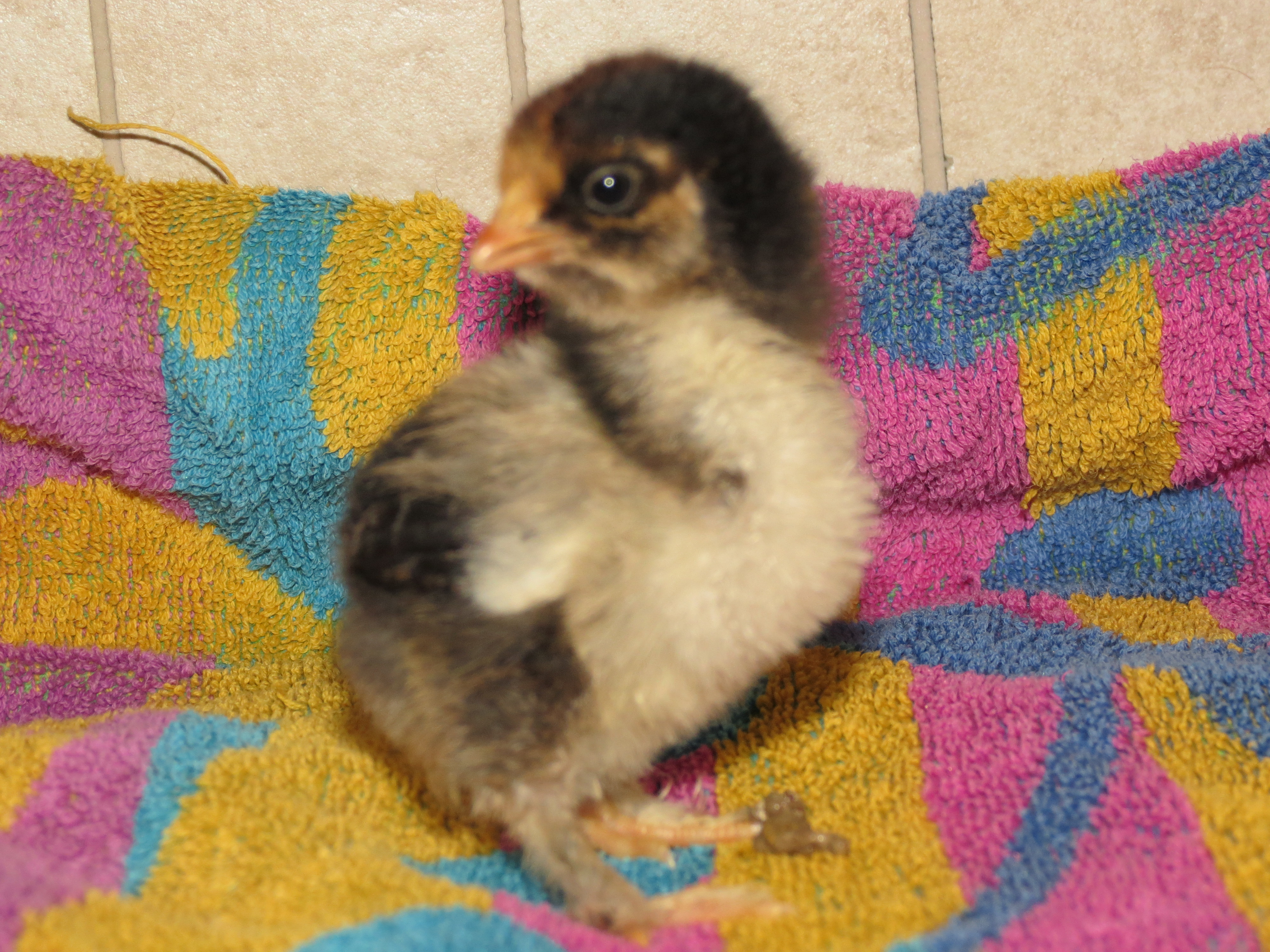 just over a week old
