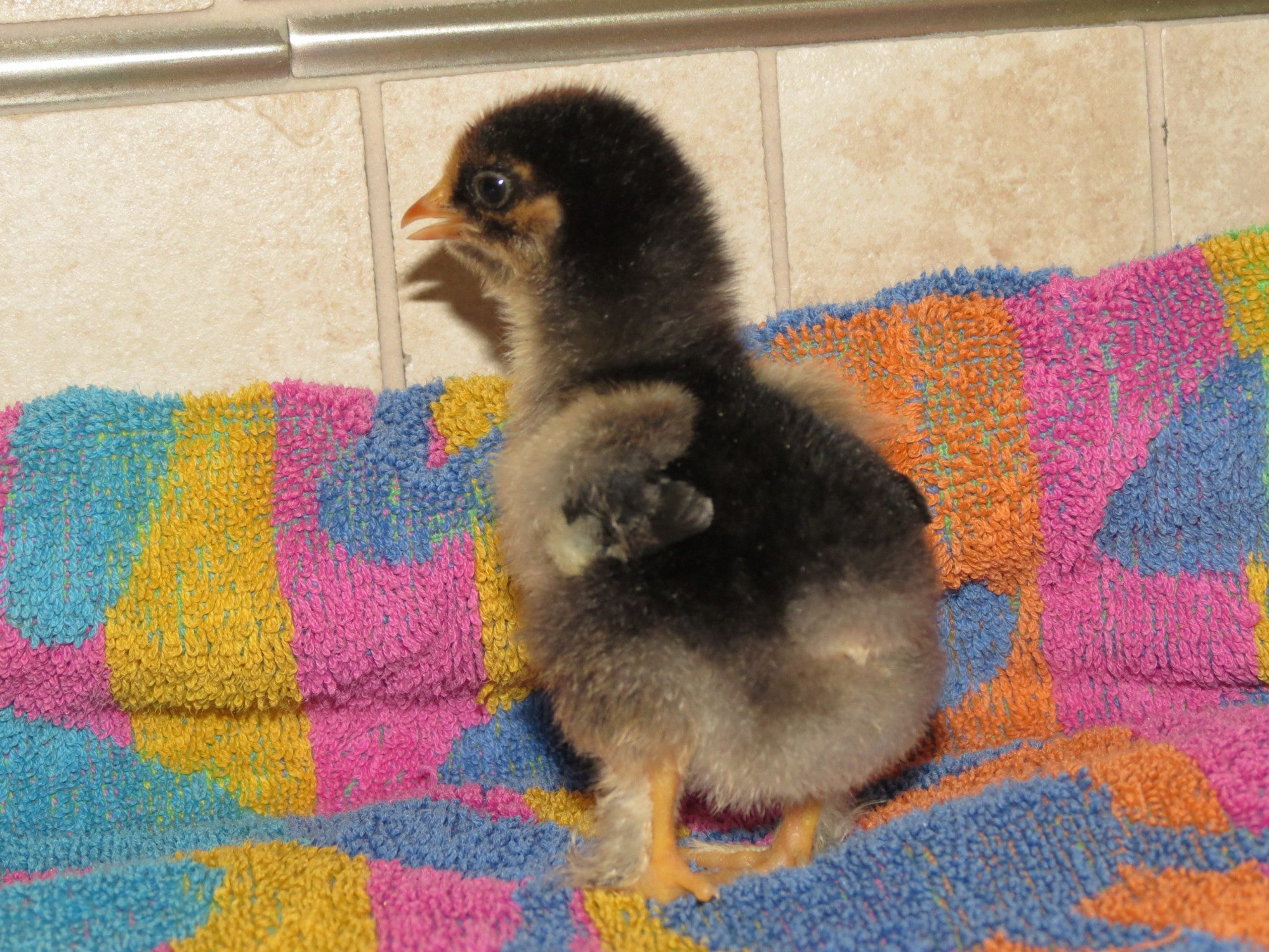 just over a week old