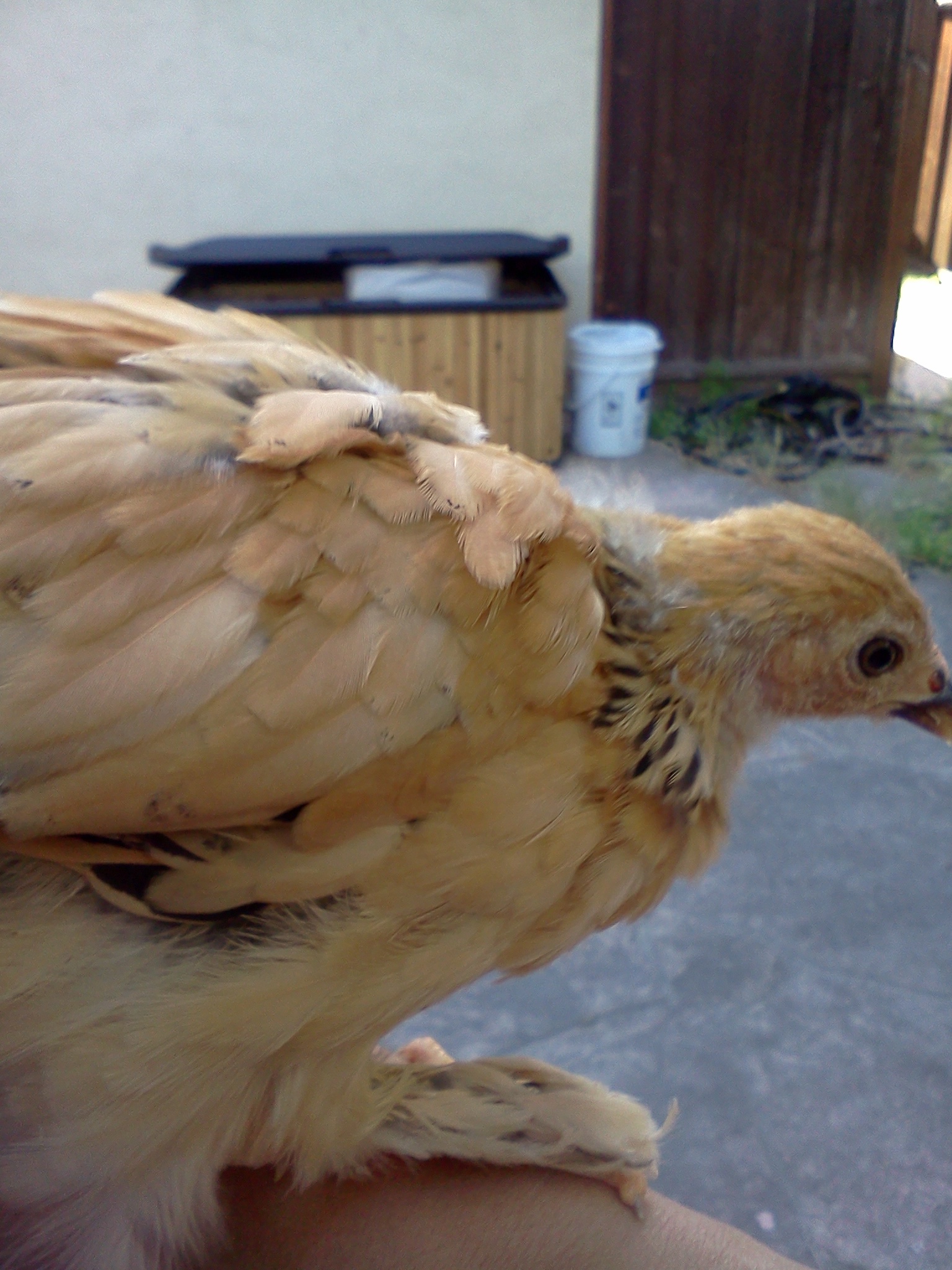 Just over six weeks old.  Buff Brahma Bantam.