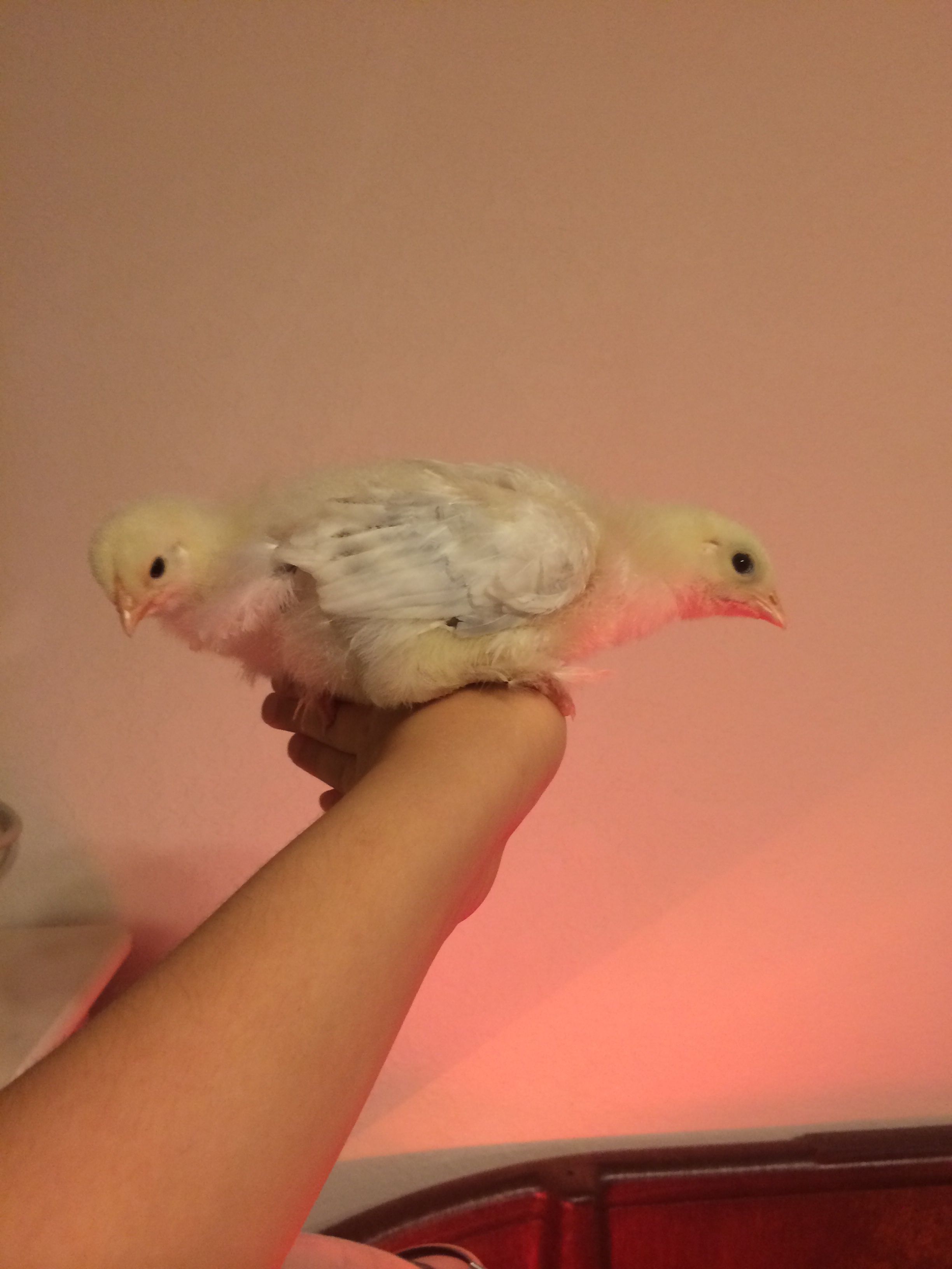 just over two weeks old