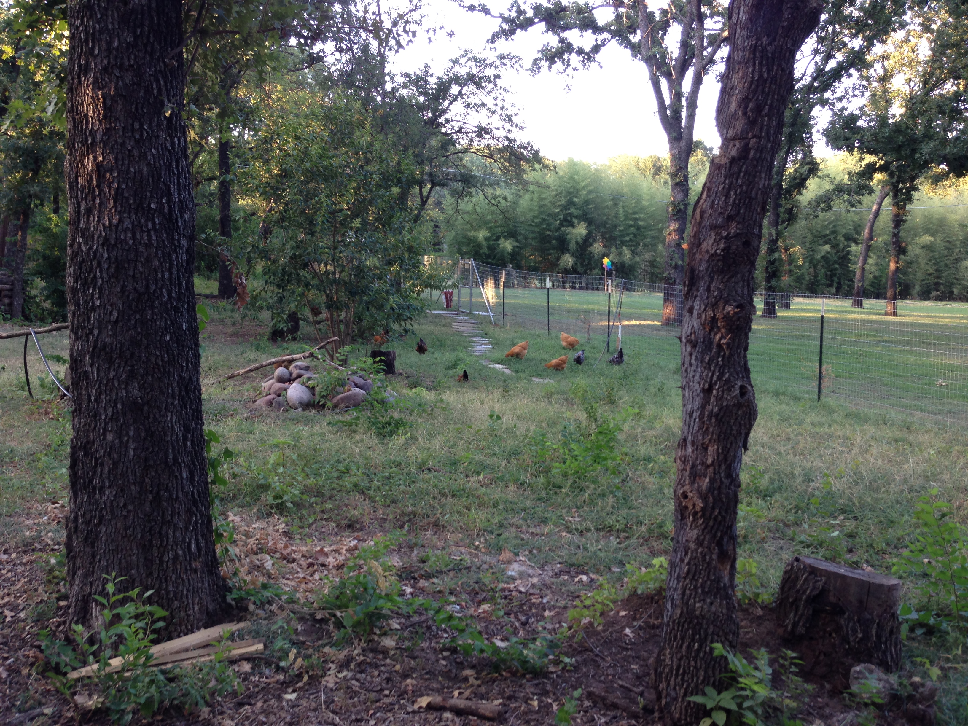 Just part of their free range area.