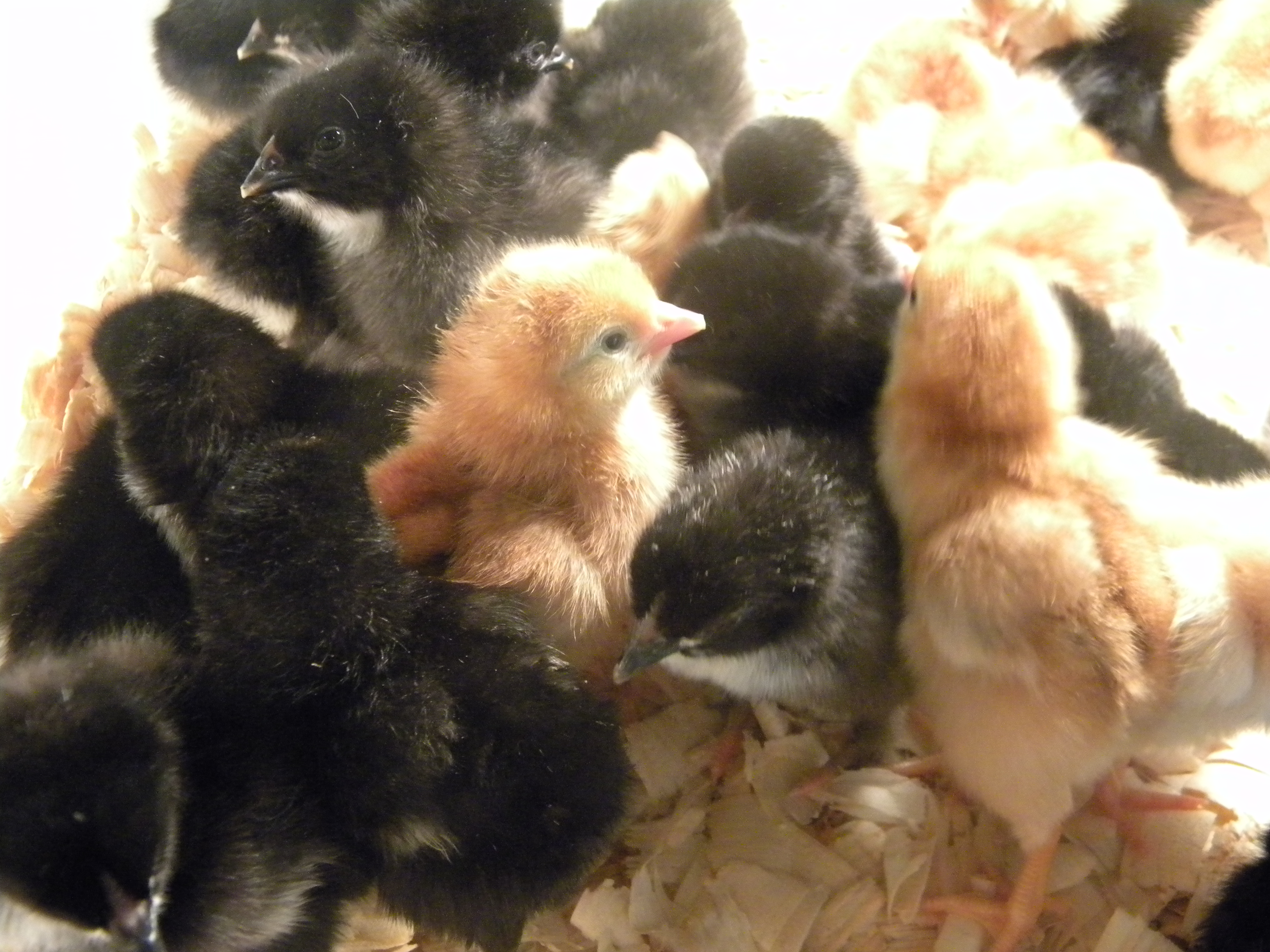 Just pulled from the hatchery!